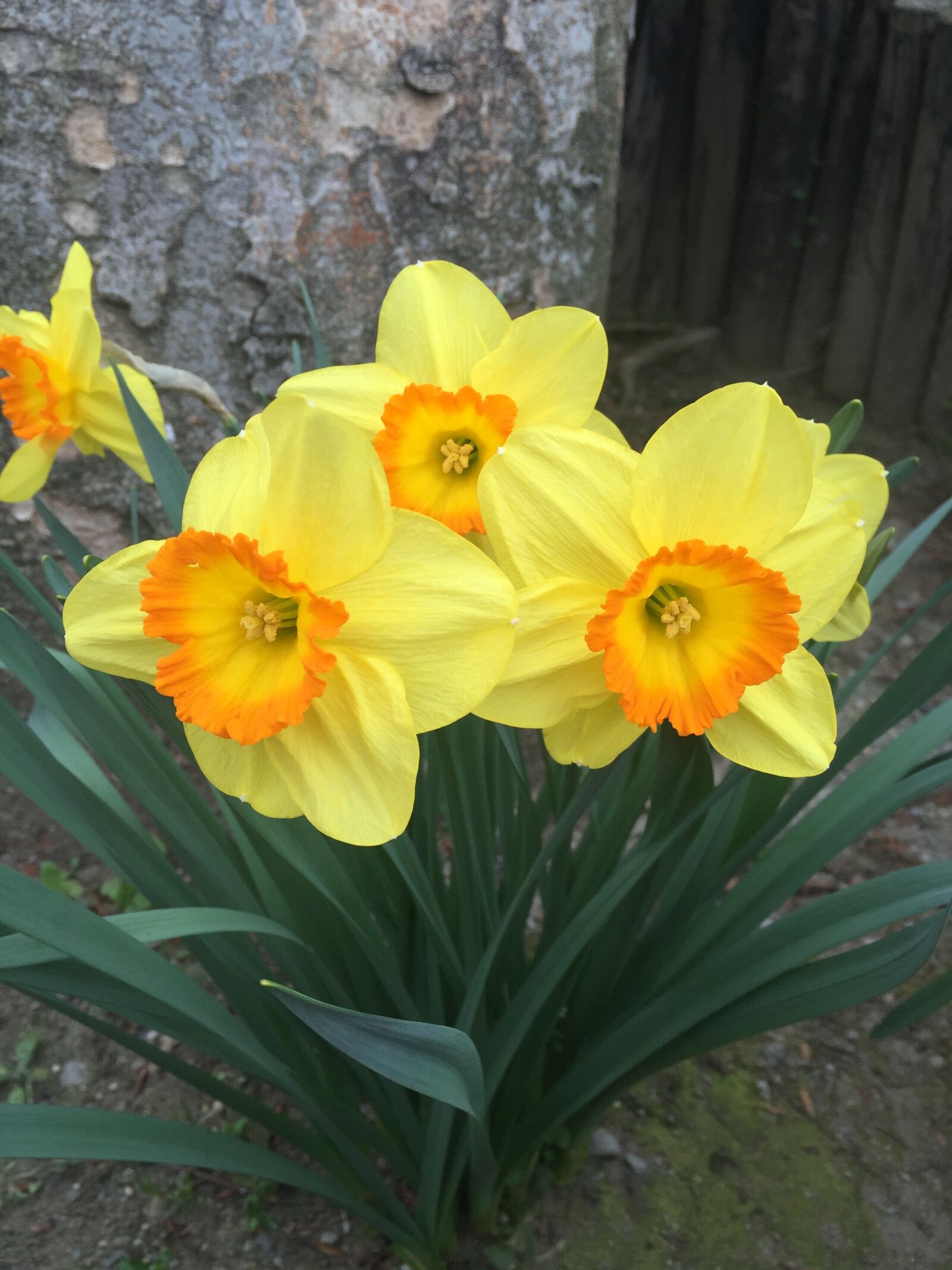 Apple iPhone 6 sample photo. Japanese flower, strange, yellow photography