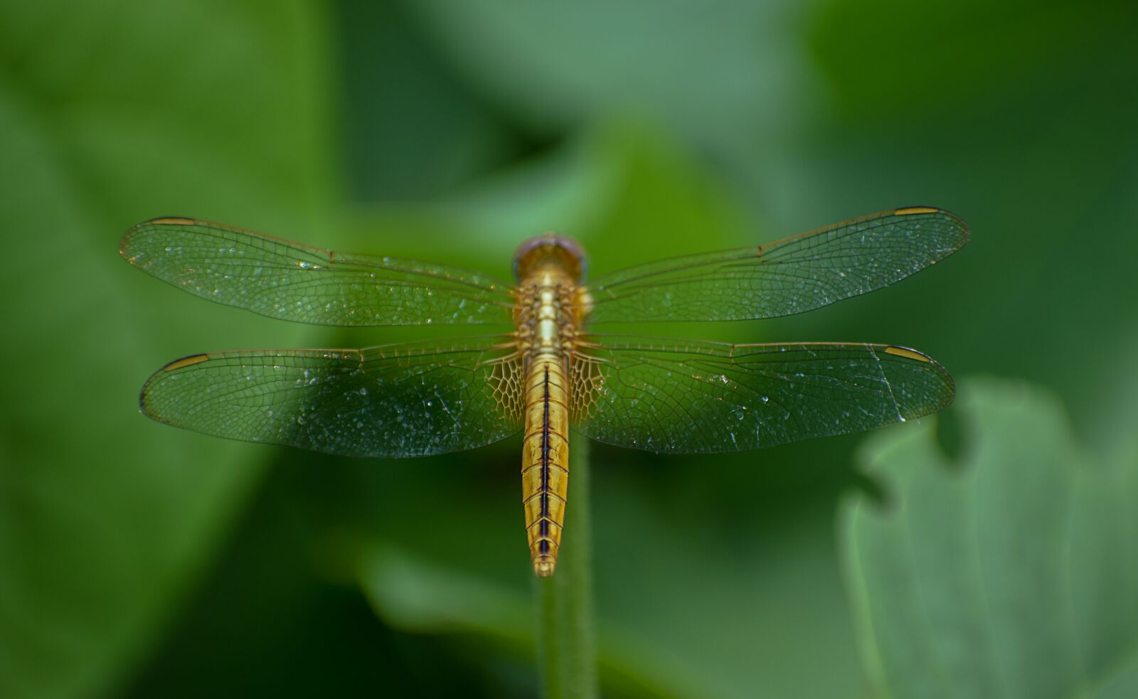 Nikon D5300 sample photo. Wild, garden, bug photography