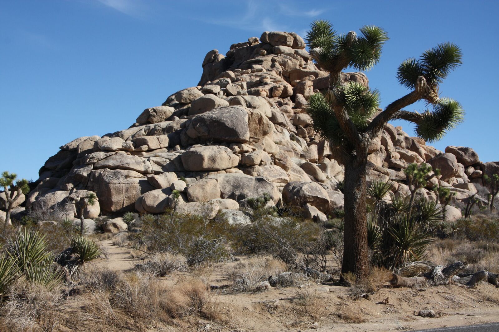 Canon EOS 450D (EOS Rebel XSi / EOS Kiss X2) sample photo. Usa, joshua tree park photography