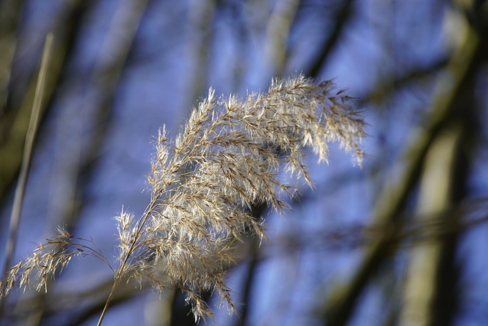 Sony a7R II sample photo. Reed, grass, seeds photography
