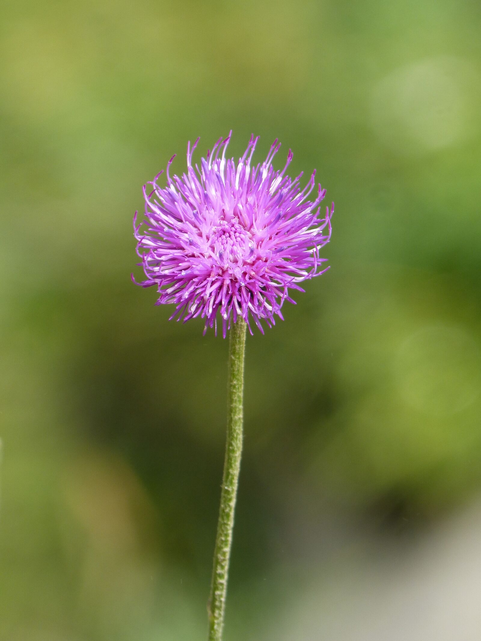 Panasonic DMC-FZ62 sample photo. Wild flower, flower, beauty photography