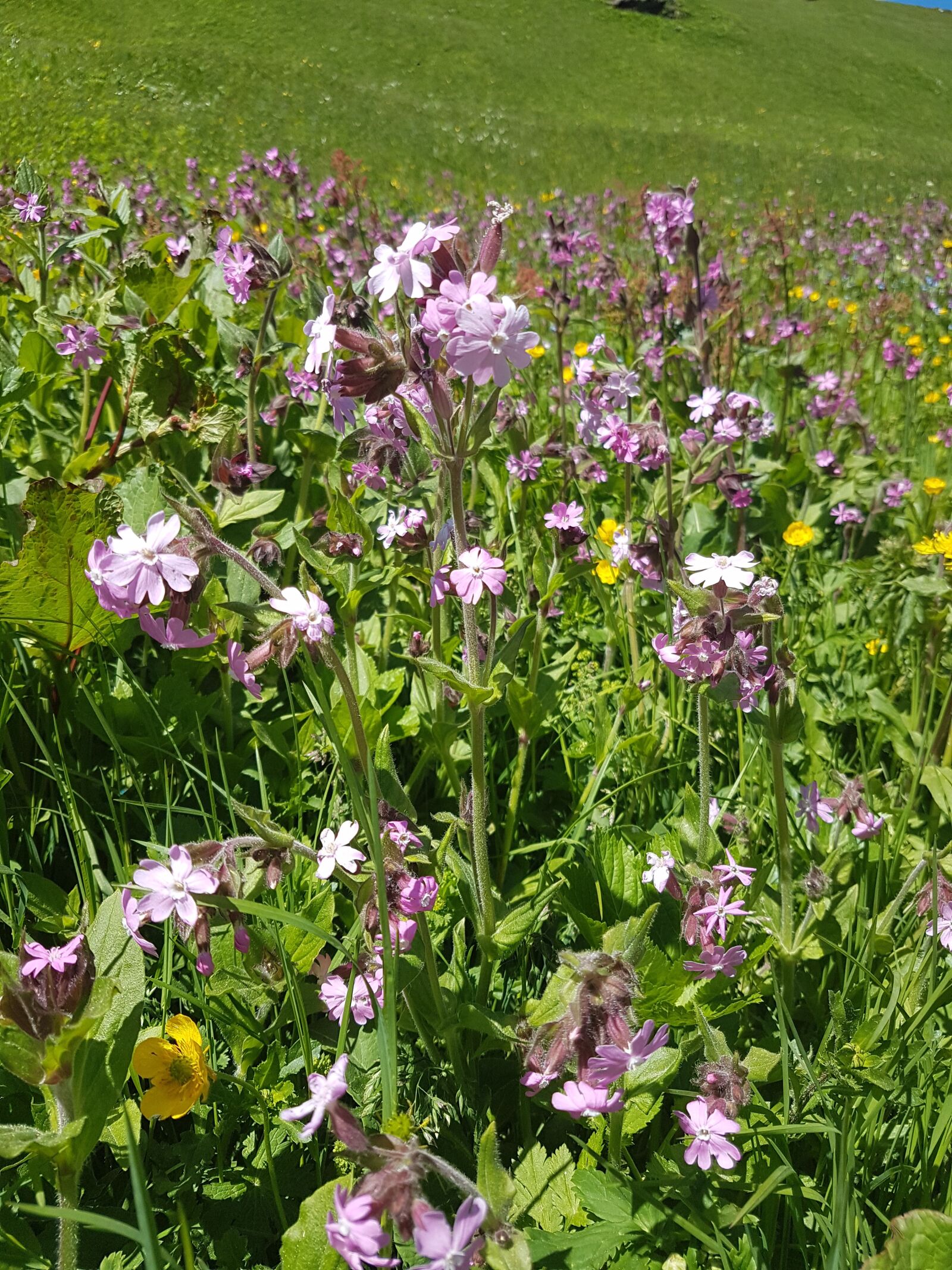 Samsung Galaxy S7 sample photo. Spring meadow, alpine flower photography