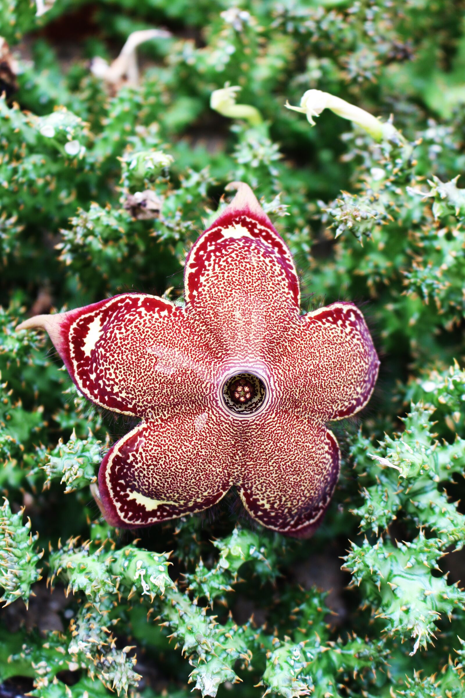 Canon EOS 700D (EOS Rebel T5i / EOS Kiss X7i) sample photo. Edithcolea, flower, edithcolea grandis photography