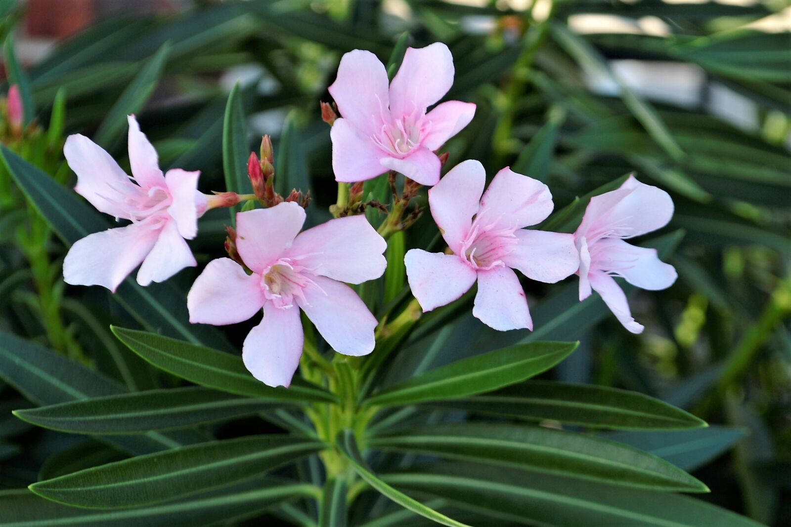 Nikon D3100 sample photo. Flowers, pink, white photography
