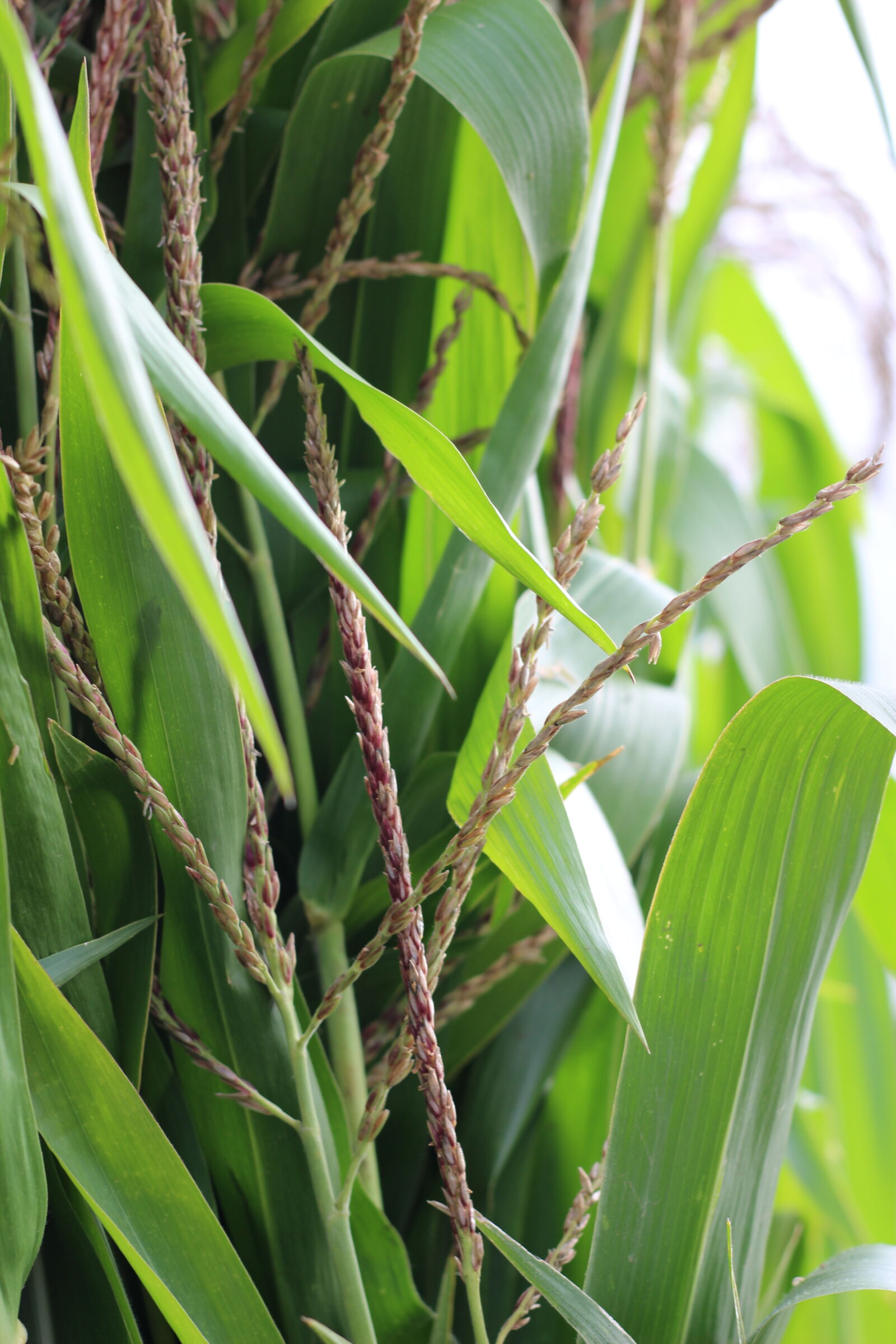 Canon EOS 1200D (EOS Rebel T5 / EOS Kiss X70 / EOS Hi) sample photo. Corn, cornstalk, october photography