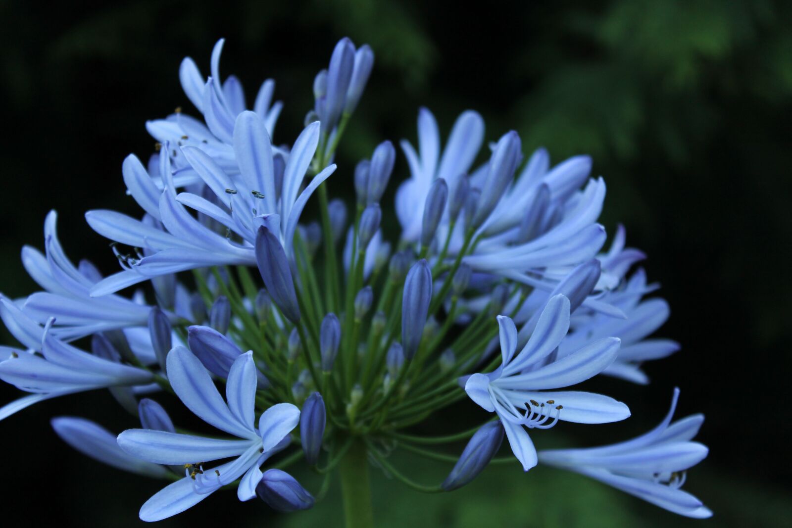 Canon EOS 1100D (EOS Rebel T3 / EOS Kiss X50) sample photo. Flower, flowers, flora photography