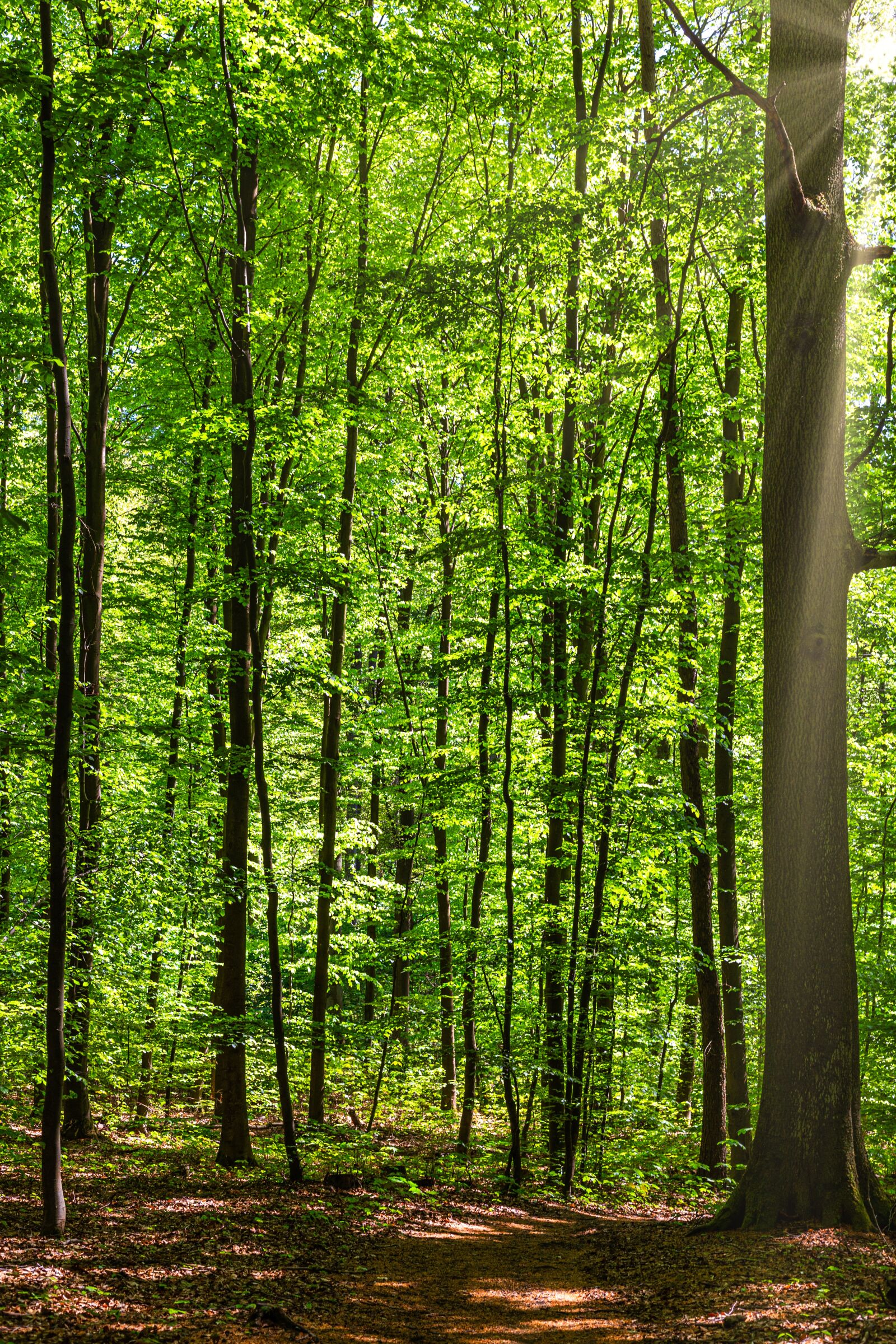 Canon EOS 6D + Canon EF 50mm F1.8 STM sample photo. Forest, spring, leaves photography