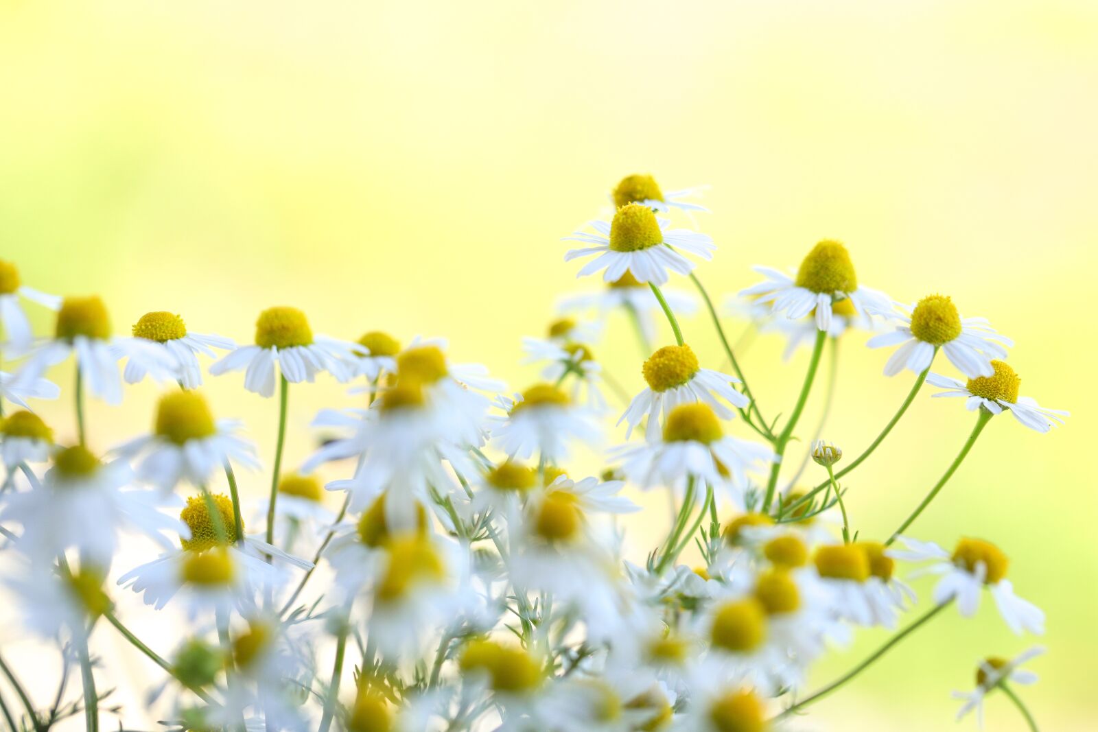 Canon EOS 5D Mark IV + Canon EF 100mm F2.8L Macro IS USM sample photo. Summer, chamomile, flower meadow photography