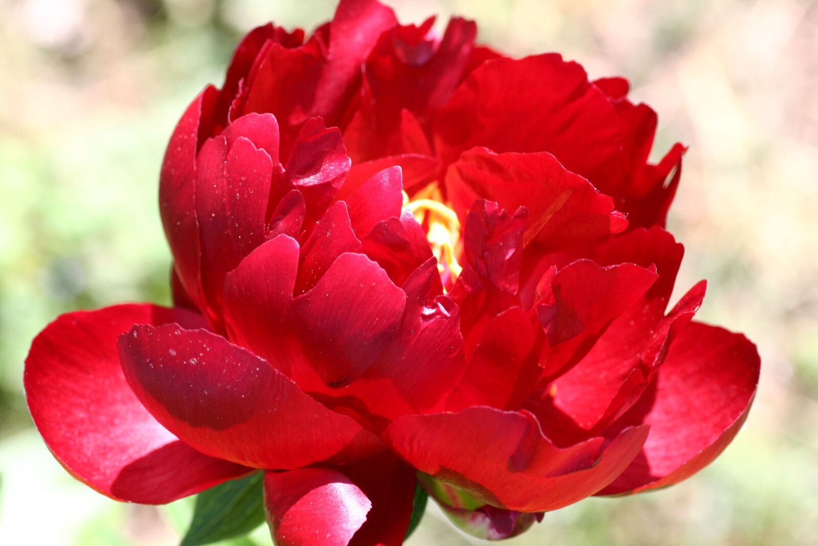 Canon EOS 350D (EOS Digital Rebel XT / EOS Kiss Digital N) sample photo. Flower, peony, summer photography