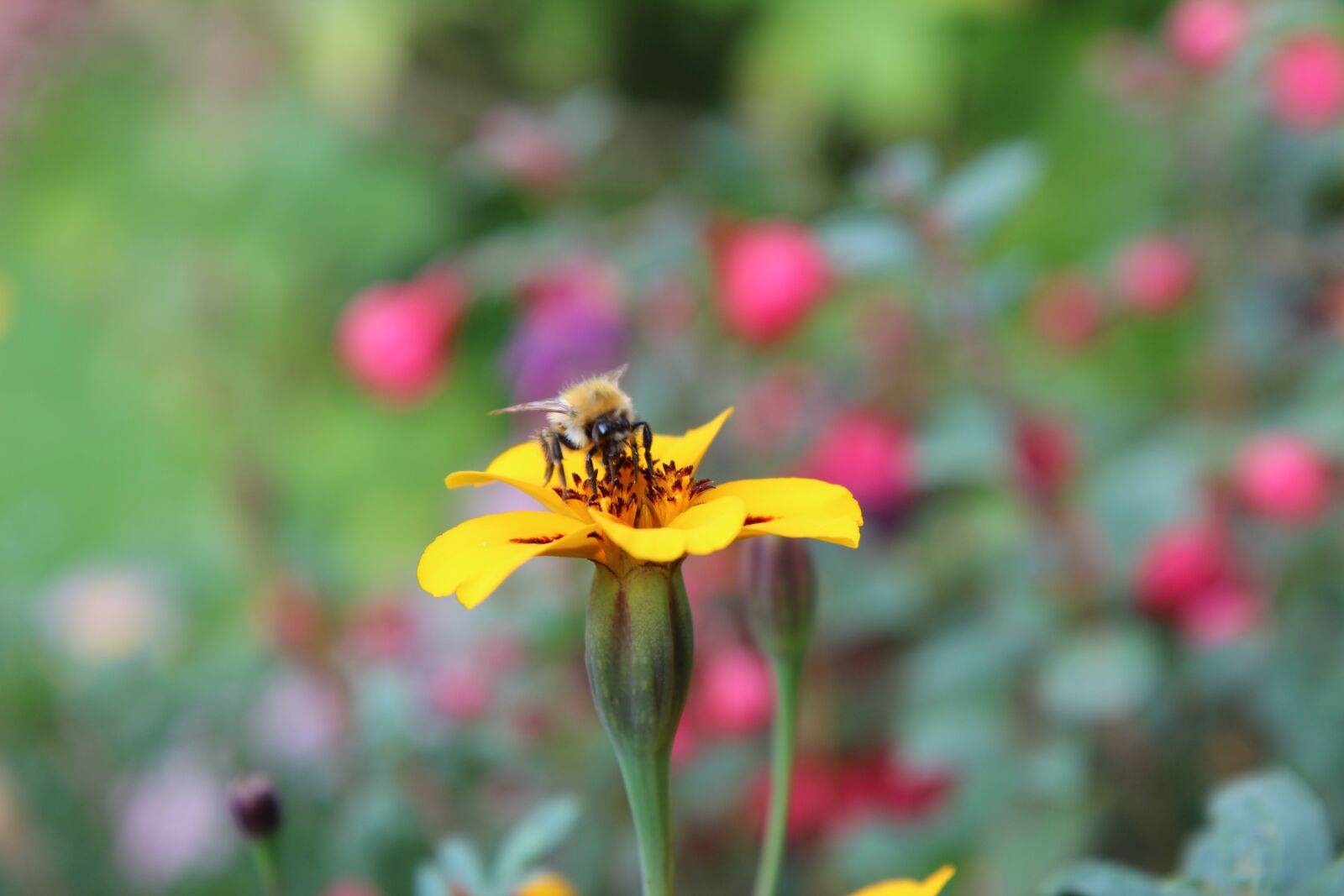 Canon EOS 600D (Rebel EOS T3i / EOS Kiss X5) sample photo. Carnation of india, insect photography