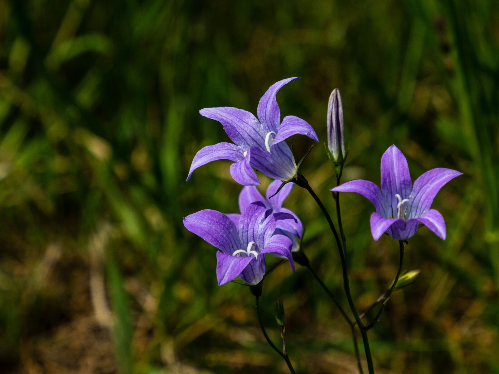 Olympus OM-D E-M10 III sample photo. Bell, flower, meadow photography