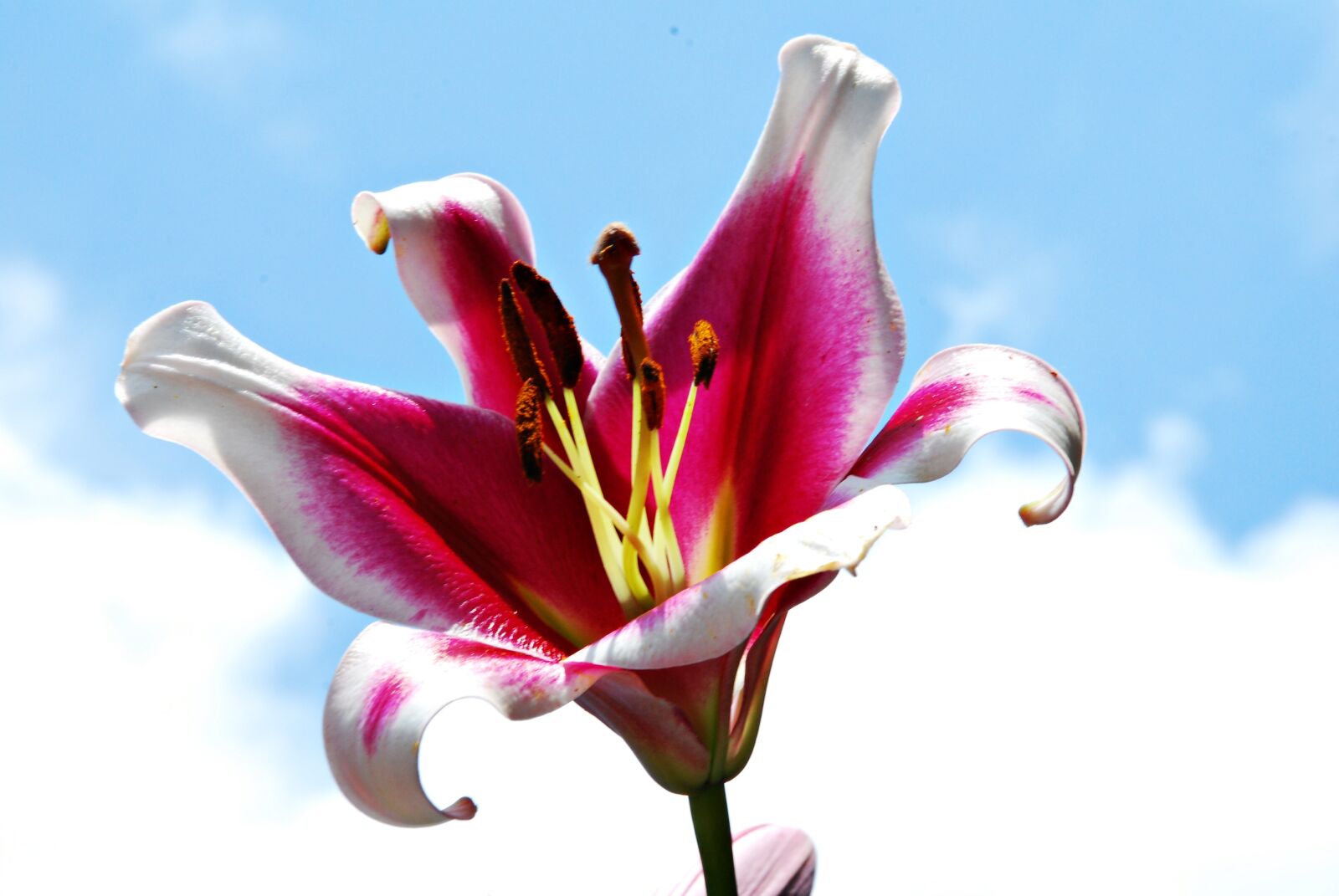 Nikon D80 sample photo. Lily, flower, nature photography