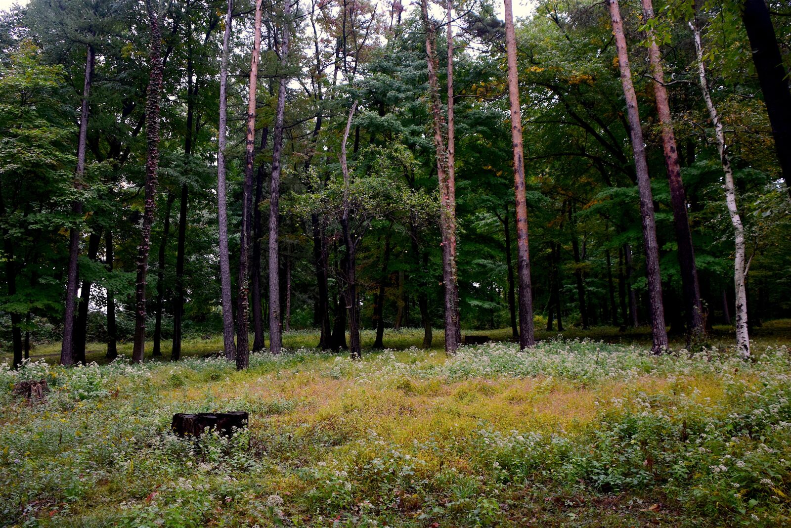 Nikon D3300 sample photo. Forest, opening, trees photography