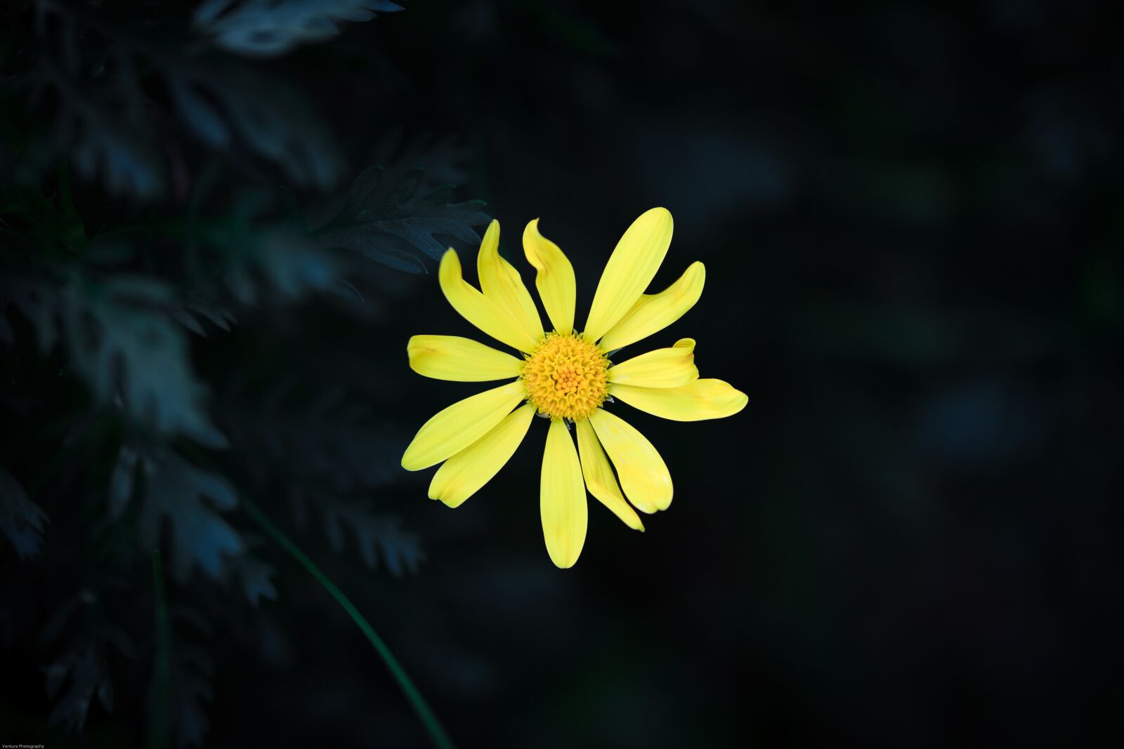 Canon EOS 7D sample photo. Flower, yellow flower, ye photography