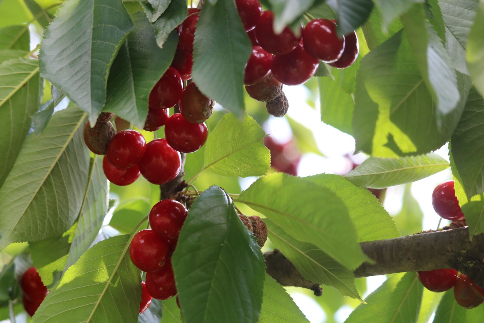 Canon EOS 750D (EOS Rebel T6i / EOS Kiss X8i) sample photo. Cherry, leaves, green photography