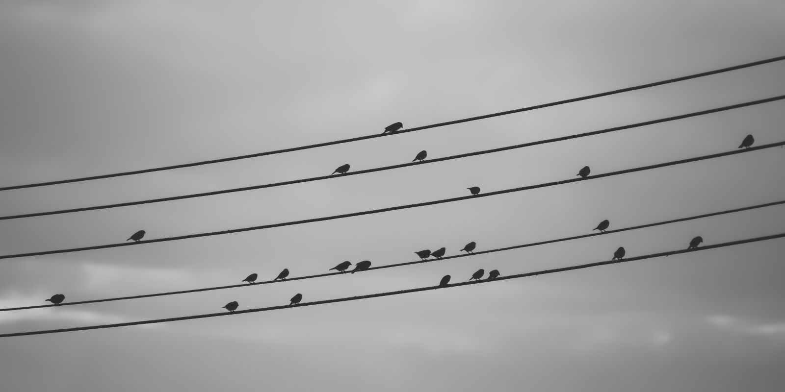 Nikon D3300 sample photo. Birds on a wire photography