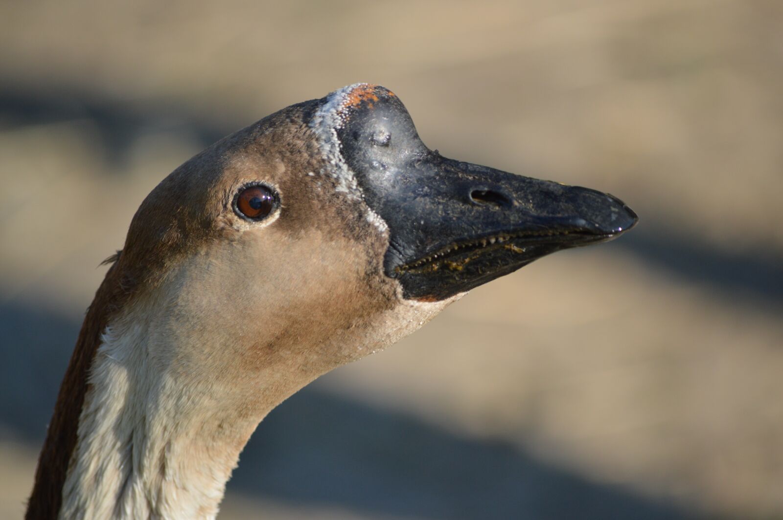 Nikon D3200 sample photo. Goose, goose guinea, look photography