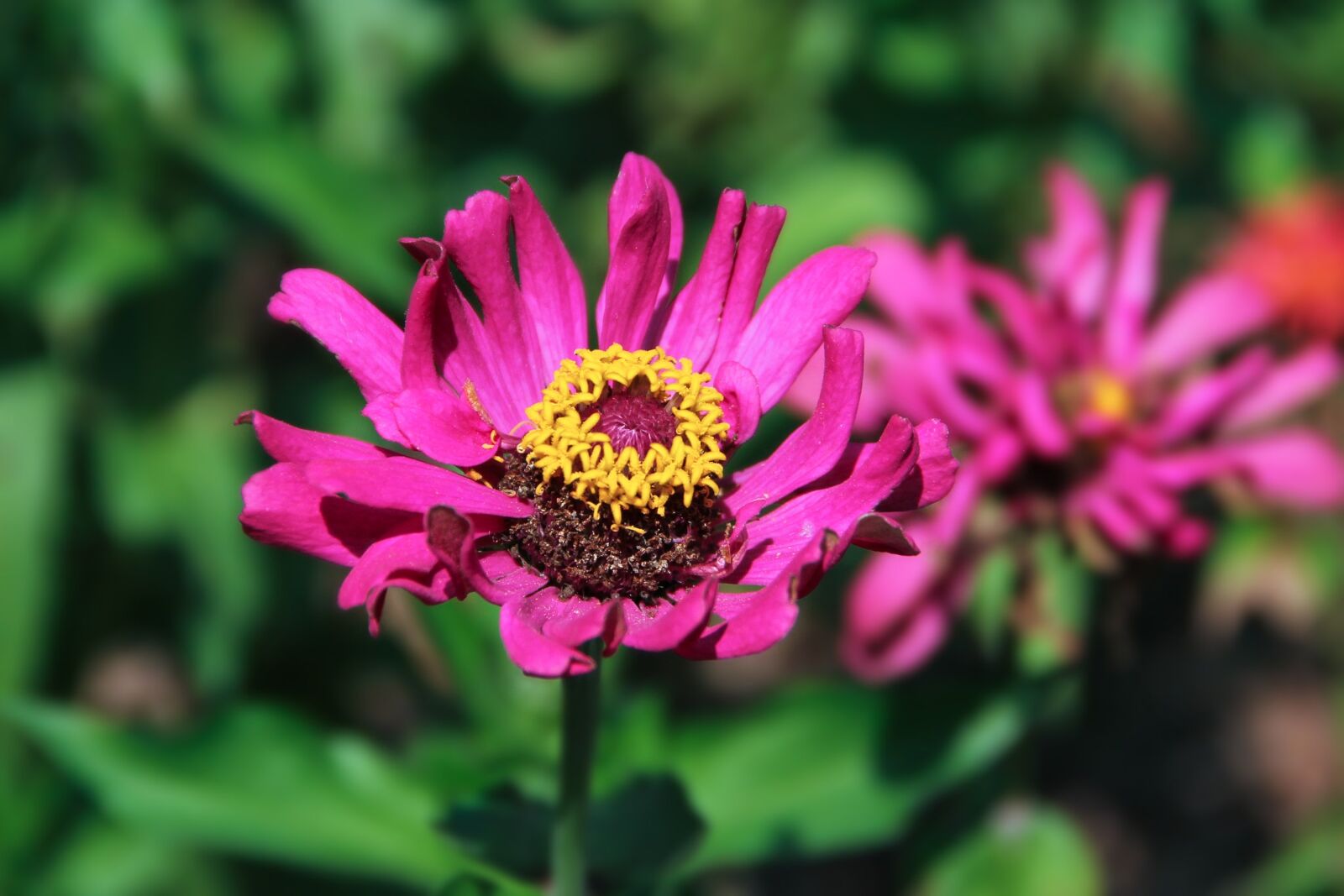 Canon EF-S 18-135mm F3.5-5.6 IS sample photo. Zinnia, small fresh, flowers photography