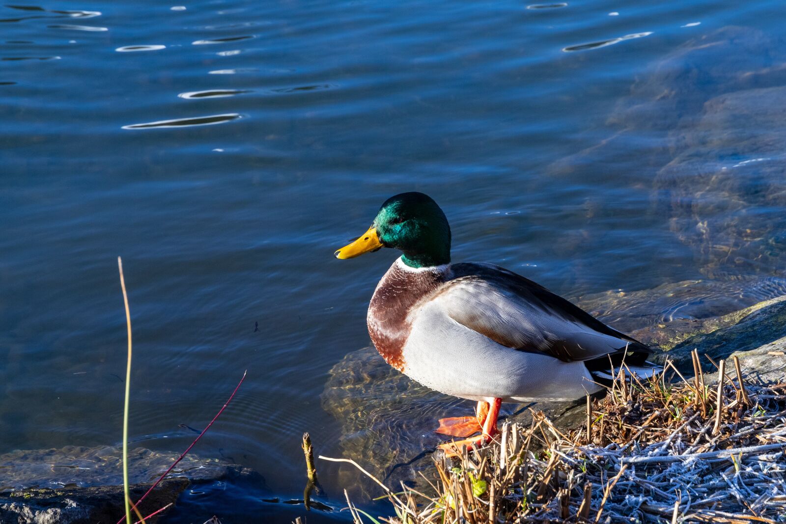 Canon EOS 6D Mark II sample photo. Duck, lake, water photography