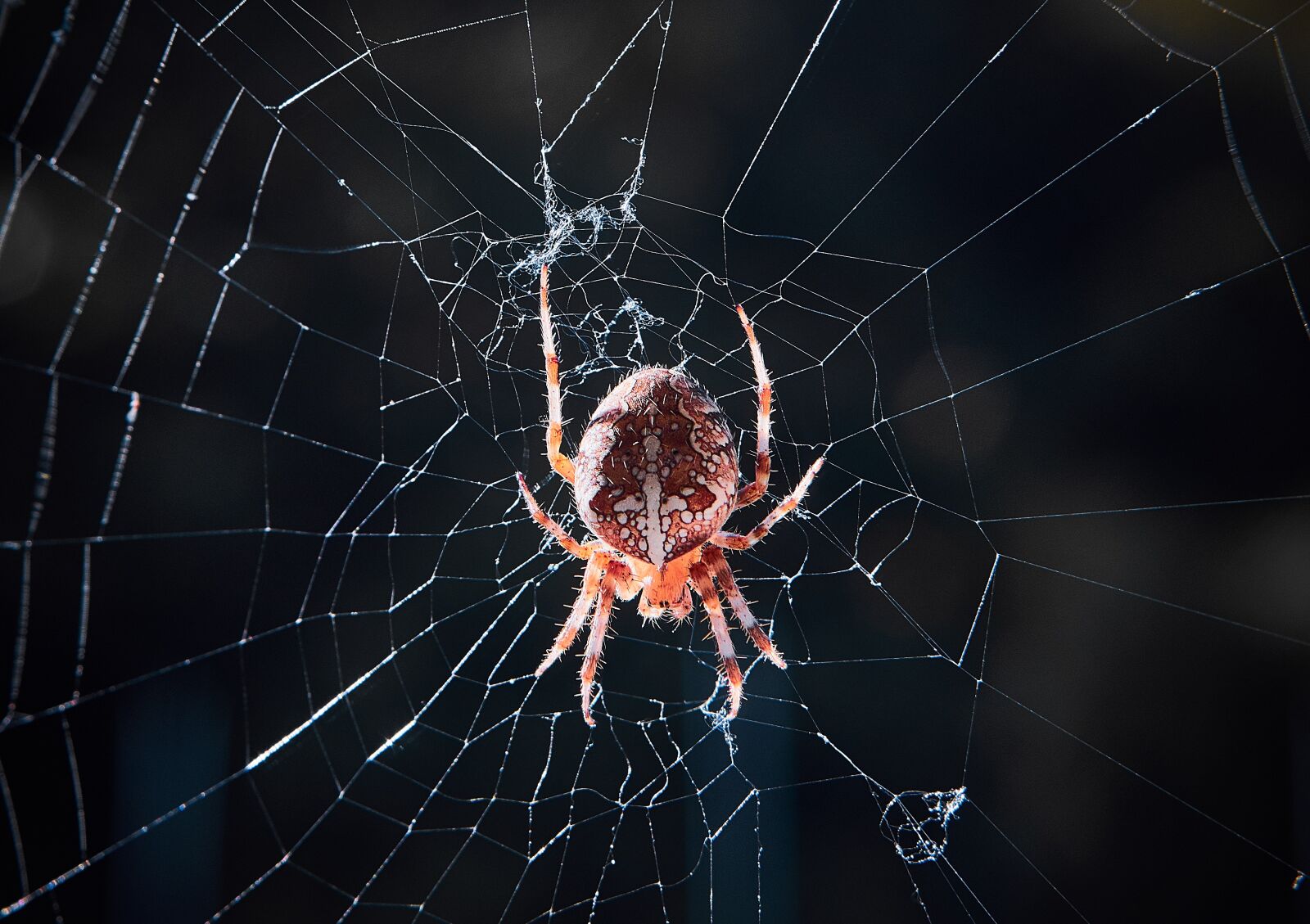 Sony a6300 sample photo. Spider, cobweb, web photography