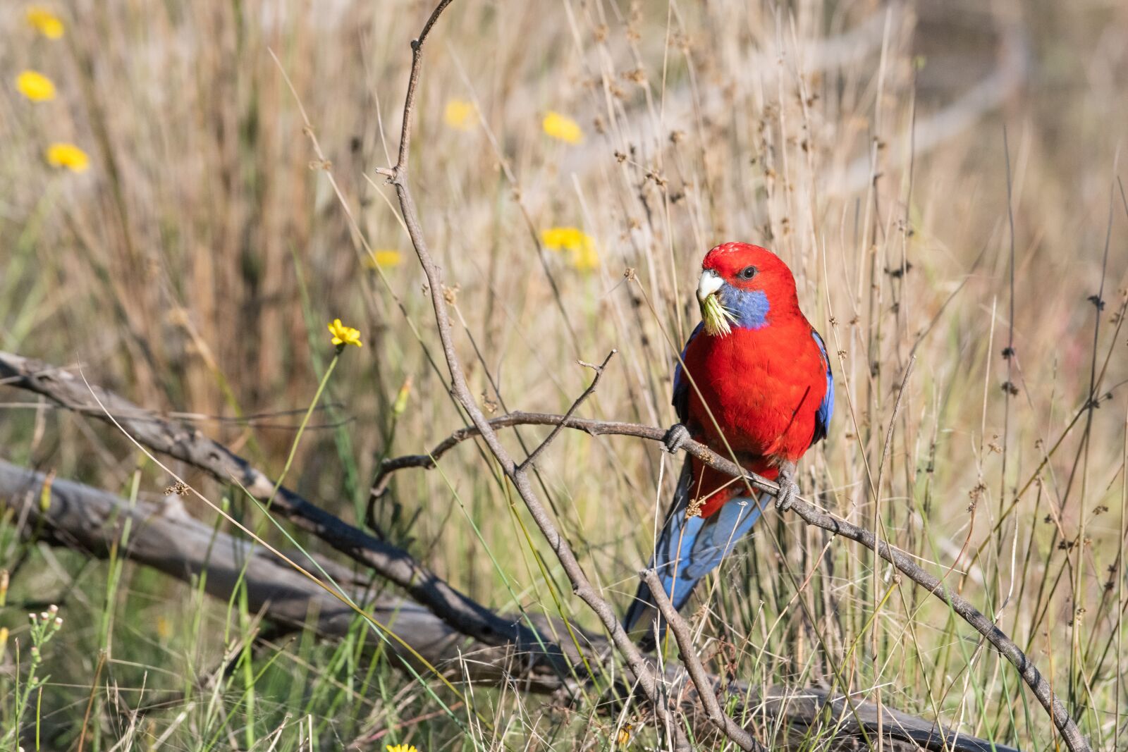Nikon D850 sample photo. Crimson rosella, platycercus, elegans photography