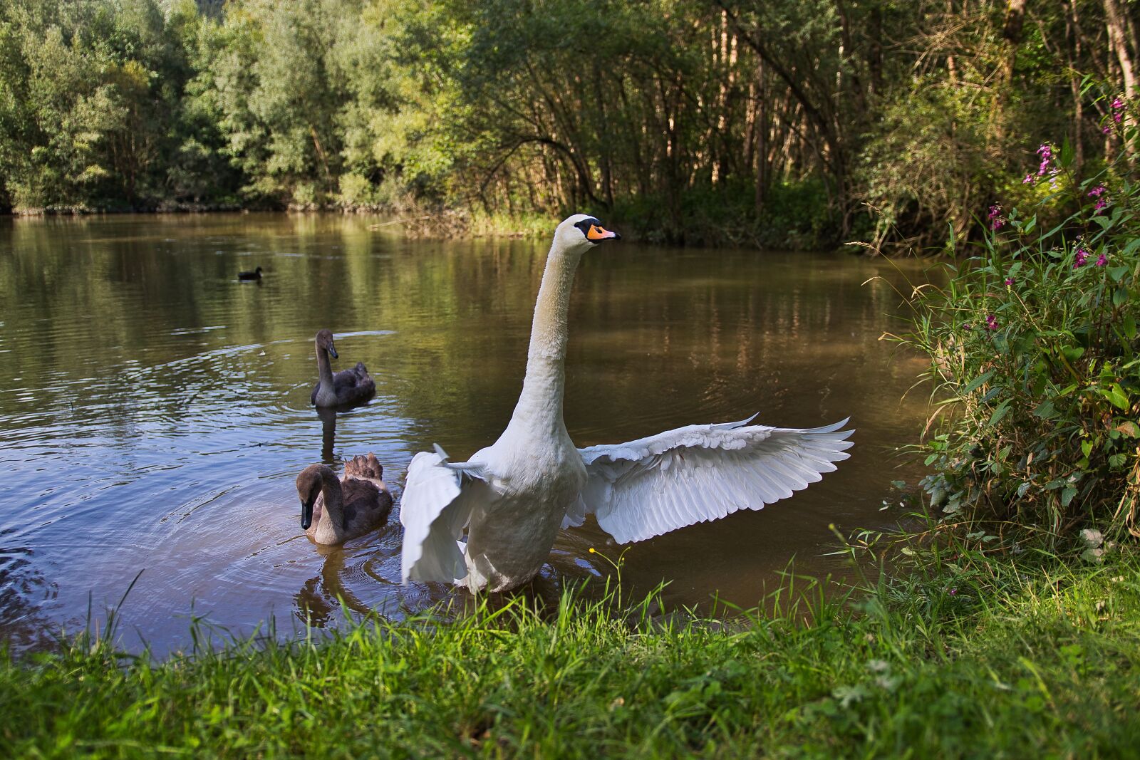 Canon 18-35mm F1.8 DC HSM | Art 013 sample photo. Swan, water, animal photography
