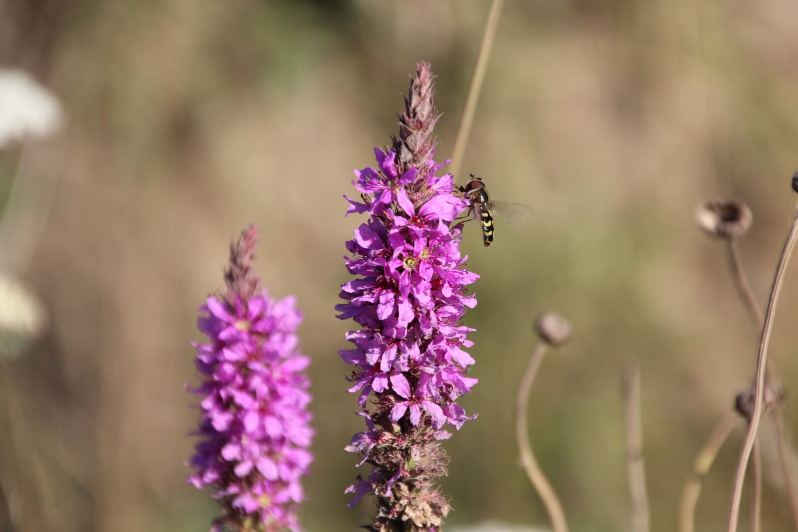 Canon EOS 600D (Rebel EOS T3i / EOS Kiss X5) sample photo. Nature, flowers, plant photography