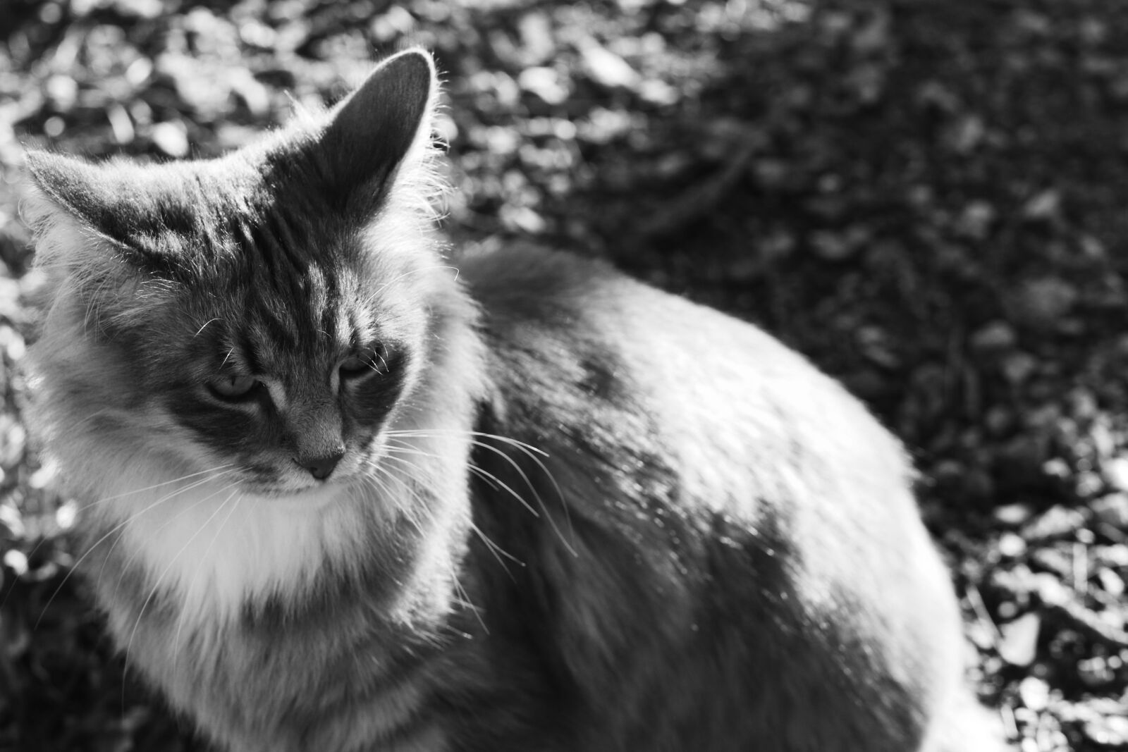 Canon EF 100mm F2.8L Macro IS USM sample photo. Cat, pet, animal photography