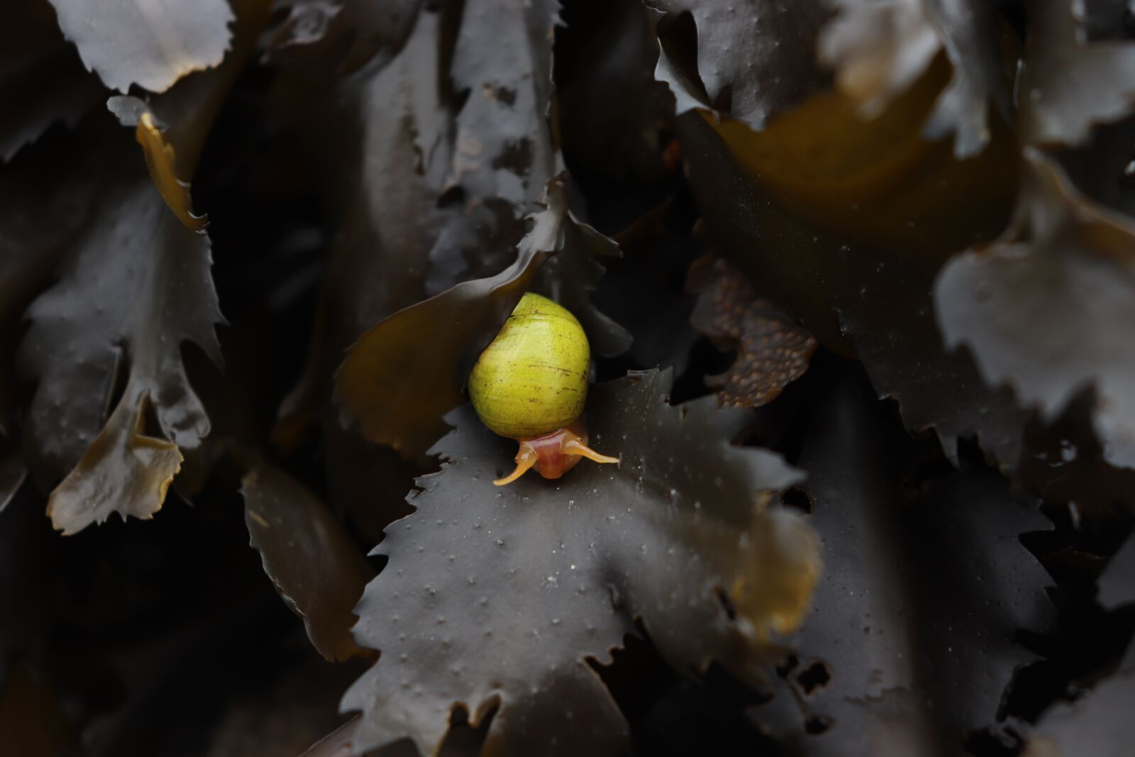 Canon EOS 77D (EOS 9000D / EOS 770D) sample photo. Littorina obtusata, snail, gastropod photography