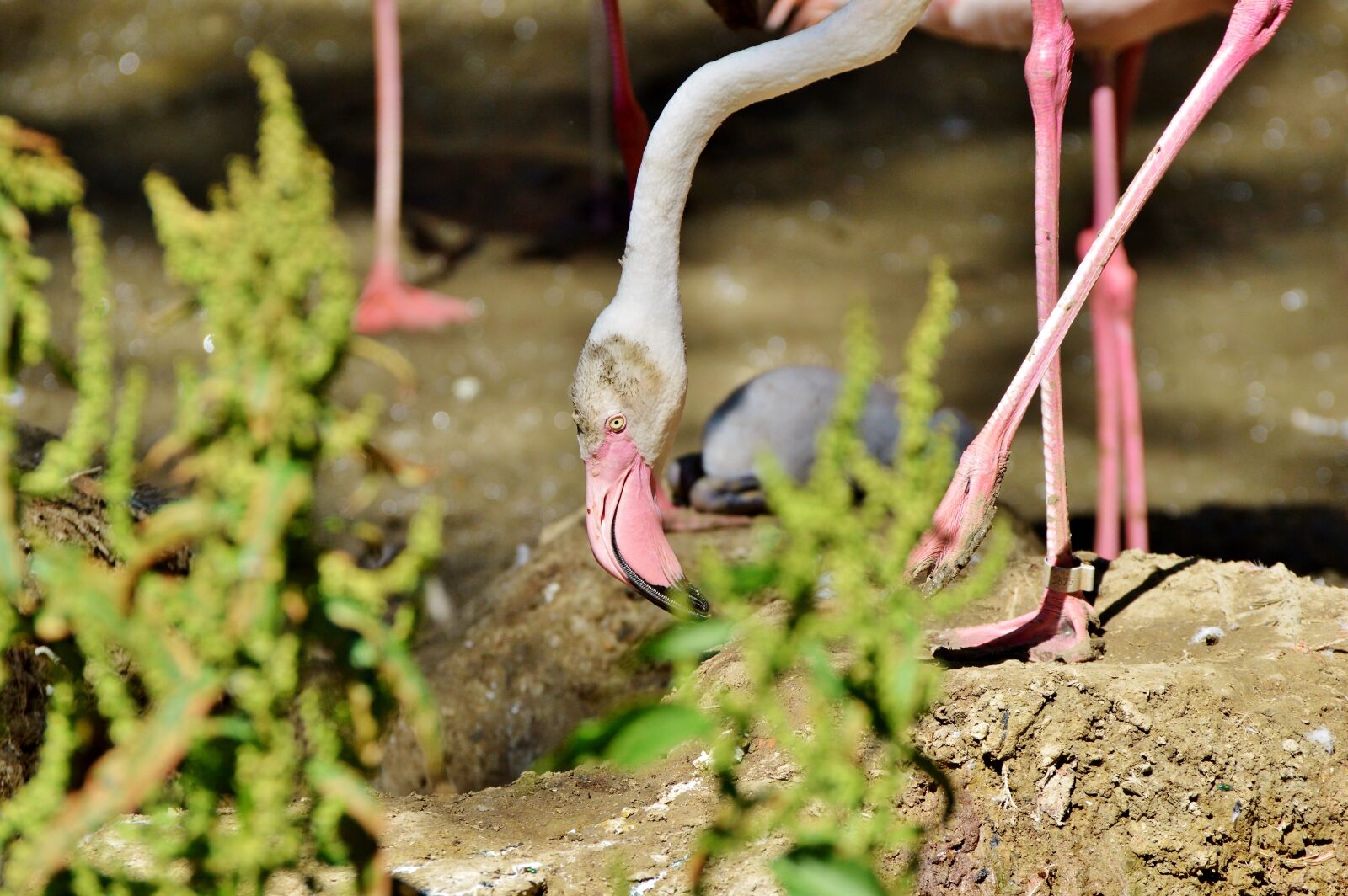 Nikon D3200 sample photo. Flamingo, bird, pink photography