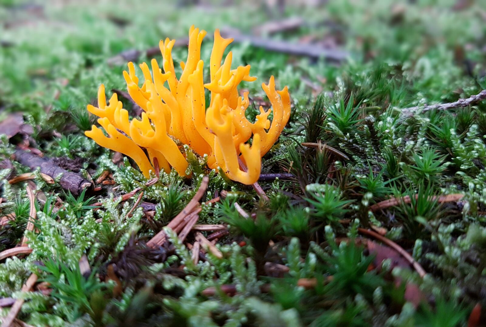 Samsung Galaxy S7 sample photo. Coral fungus, mushroom, coral photography