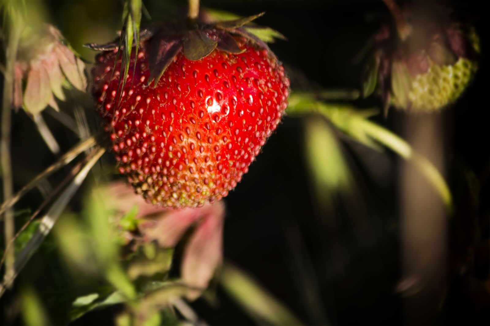 Nikon D5200 sample photo. Strawberry, red, fruit photography