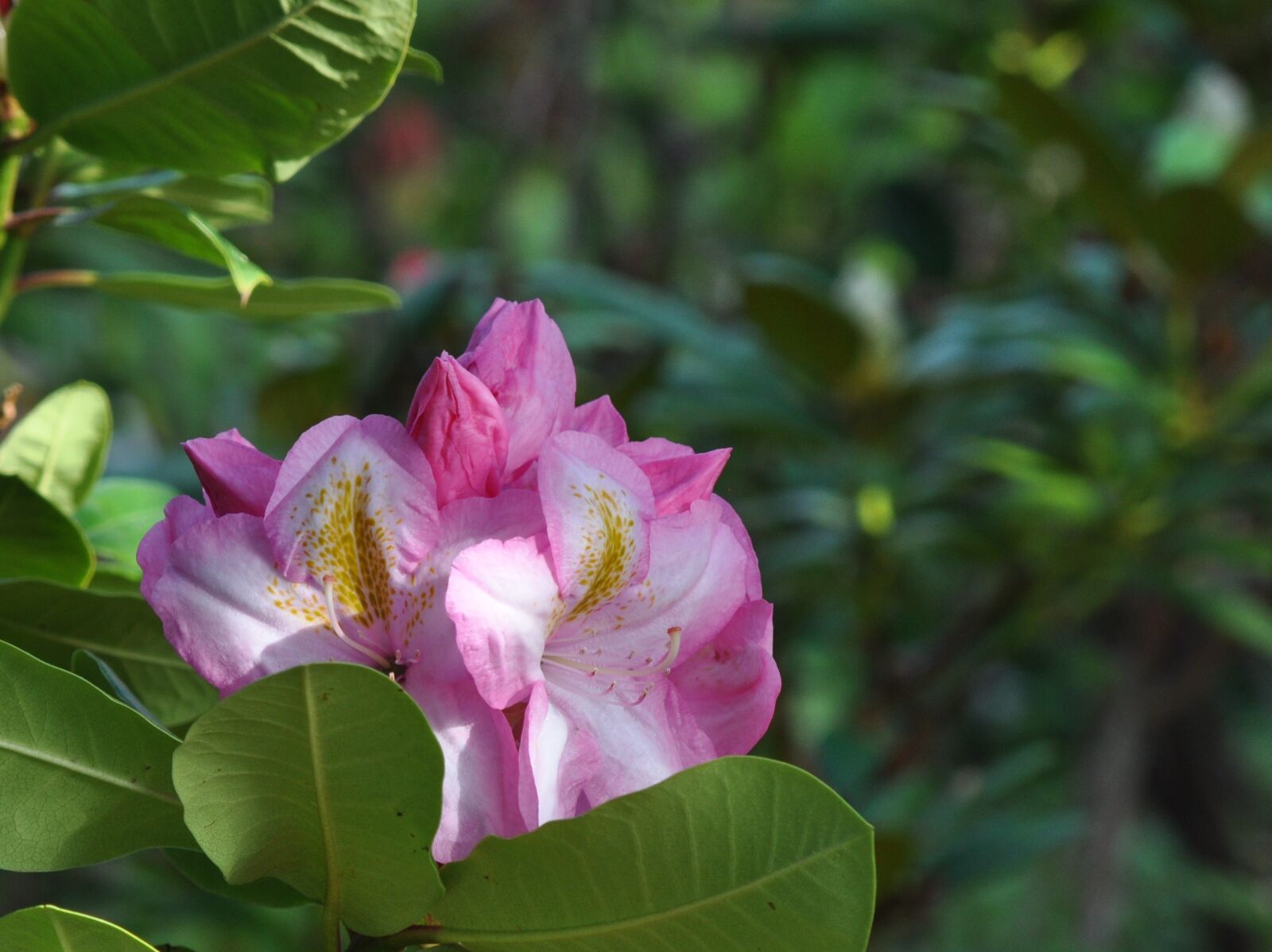Nikon D90 sample photo. Rhododendron, flower, pink photography
