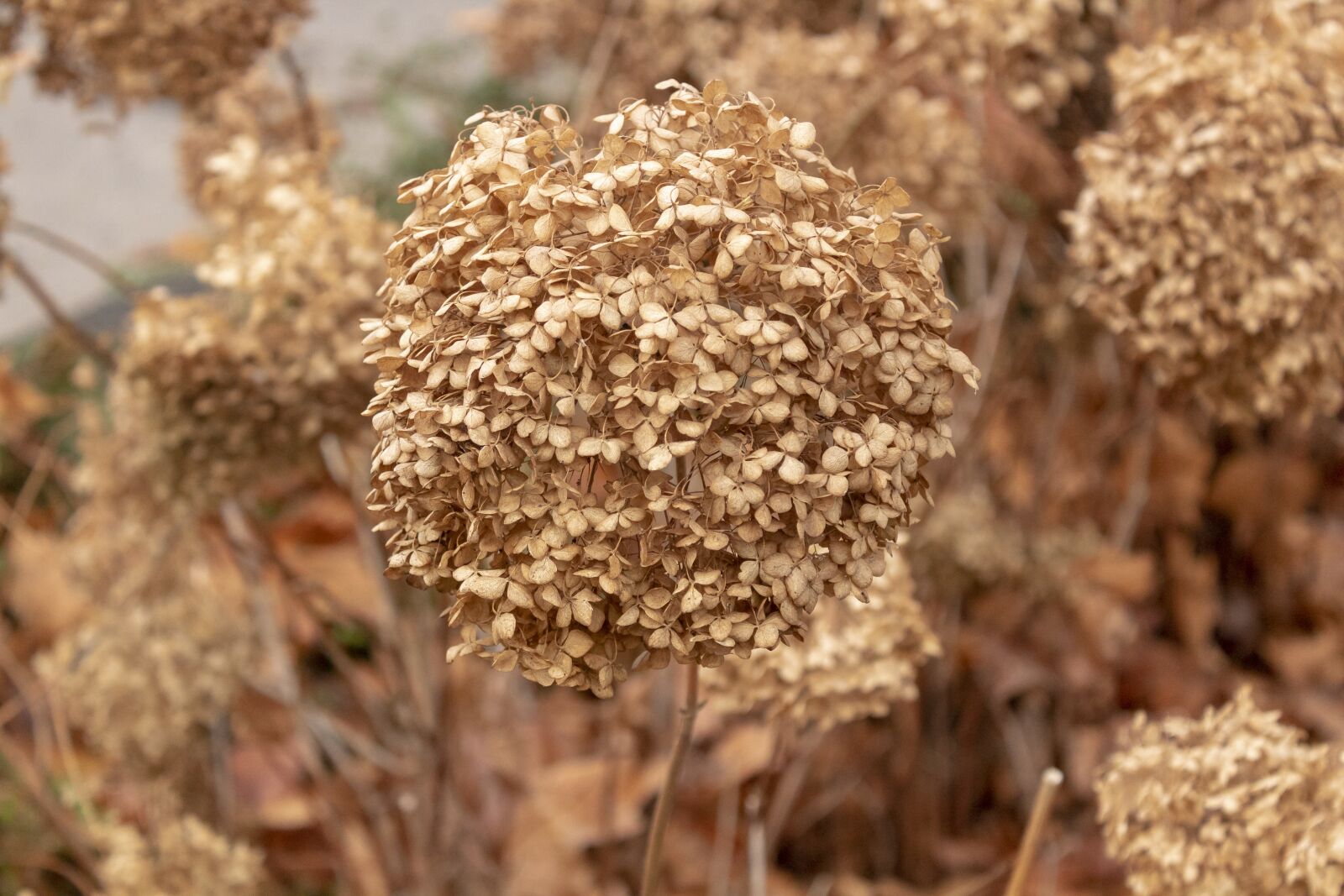 Canon EOS 1300D (EOS Rebel T6 / EOS Kiss X80) sample photo. Hydrangea, white, flower photography