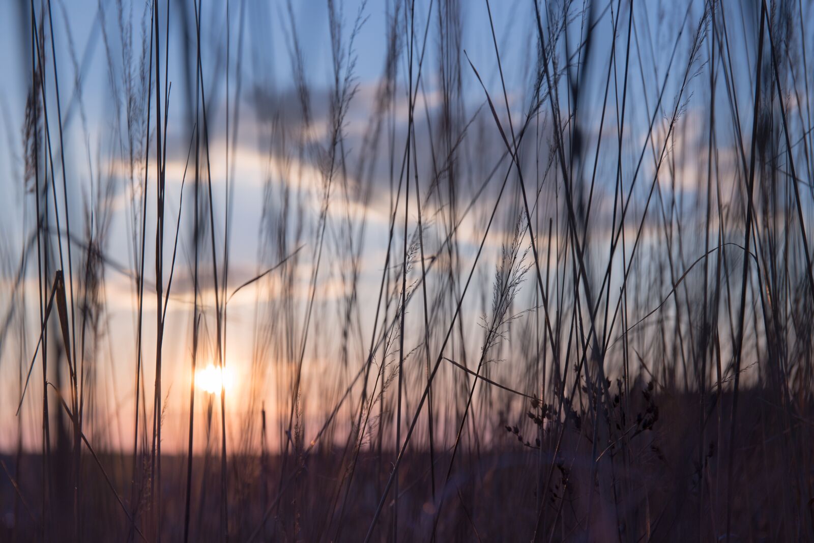 Canon EF 24-70mm F4L IS USM sample photo. Nature, grass, stems photography