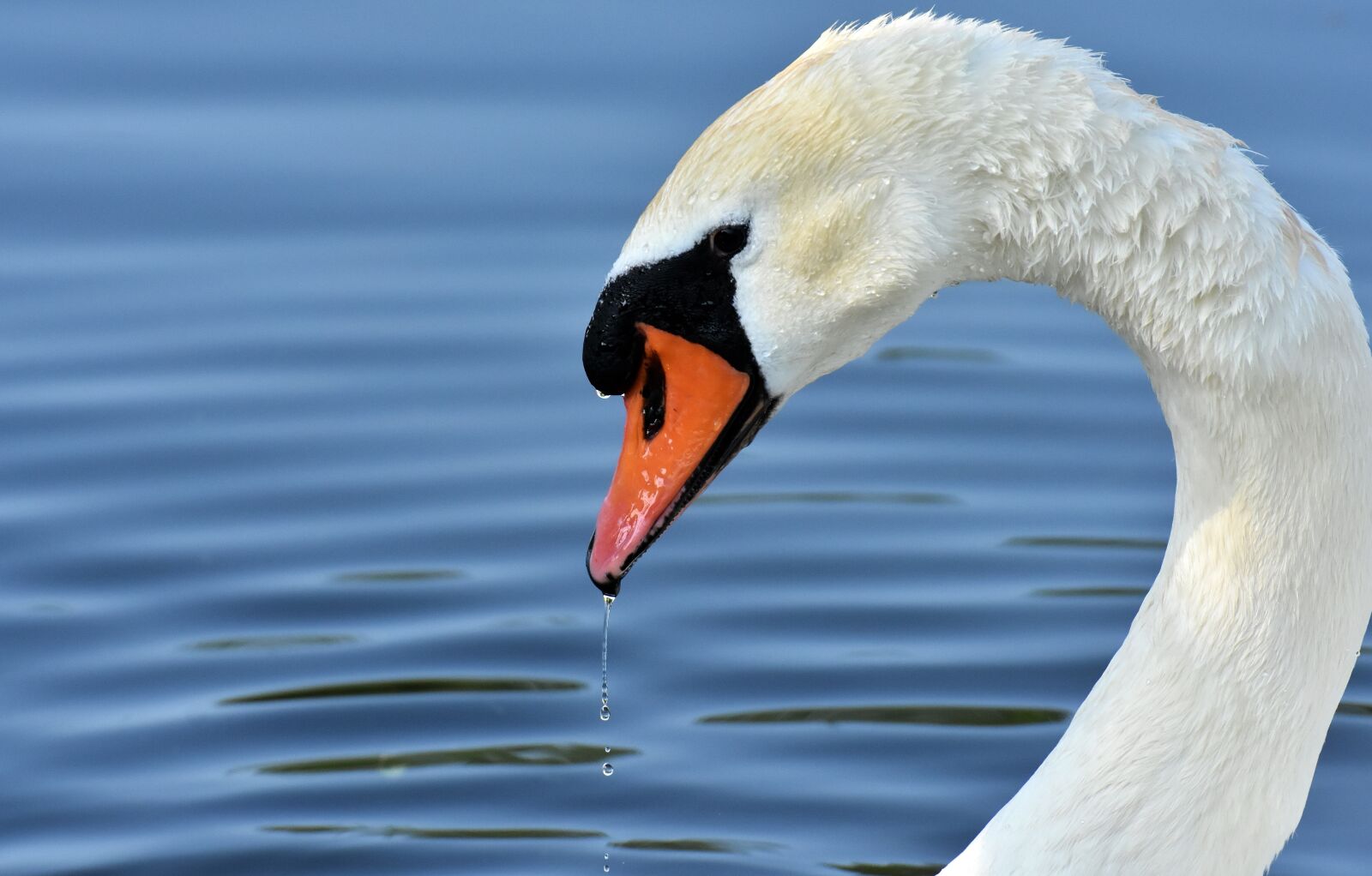 Nikon D7200 sample photo. Swan, feather, plumage photography