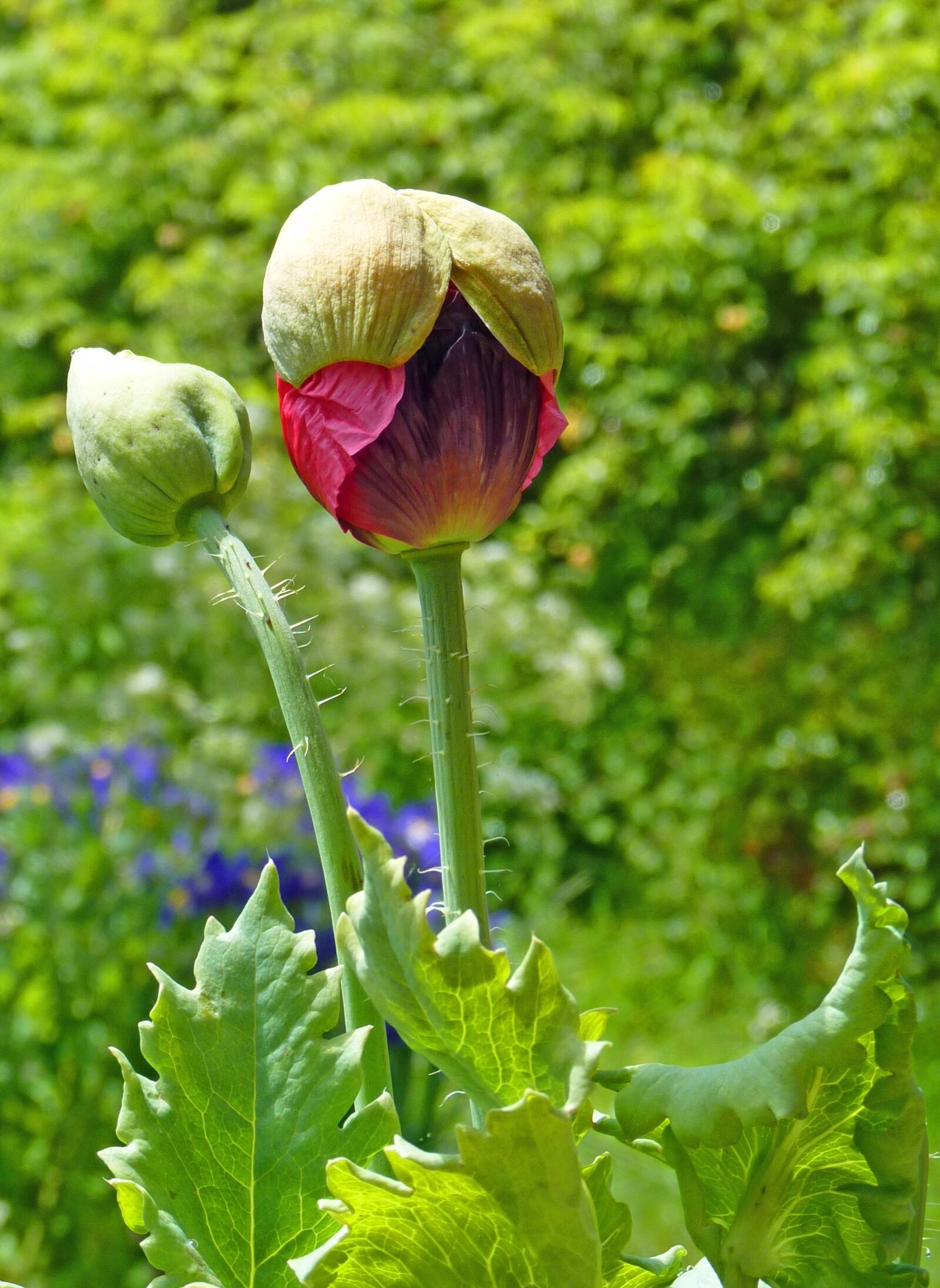 Panasonic Lumix DMC-FZ35 (Lumix DMC-FZ38) sample photo. Flower, poppy, button photography