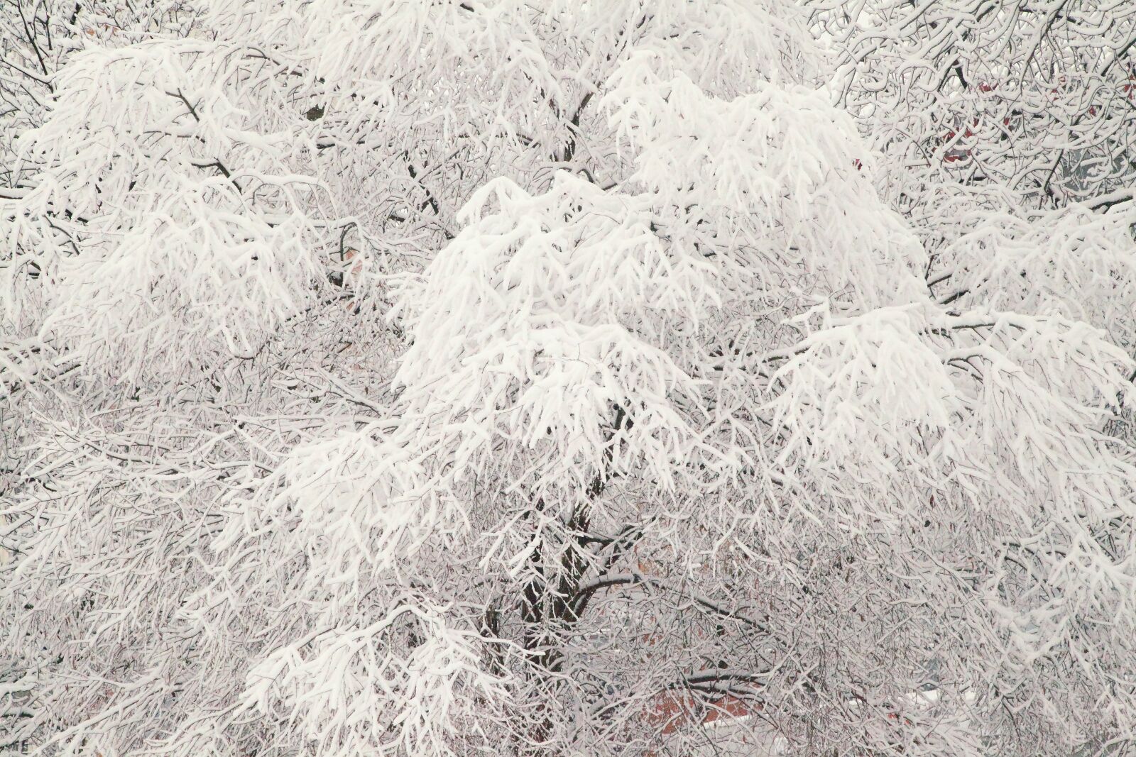 Canon EOS 5D Mark II sample photo. Russian winter, white snow photography