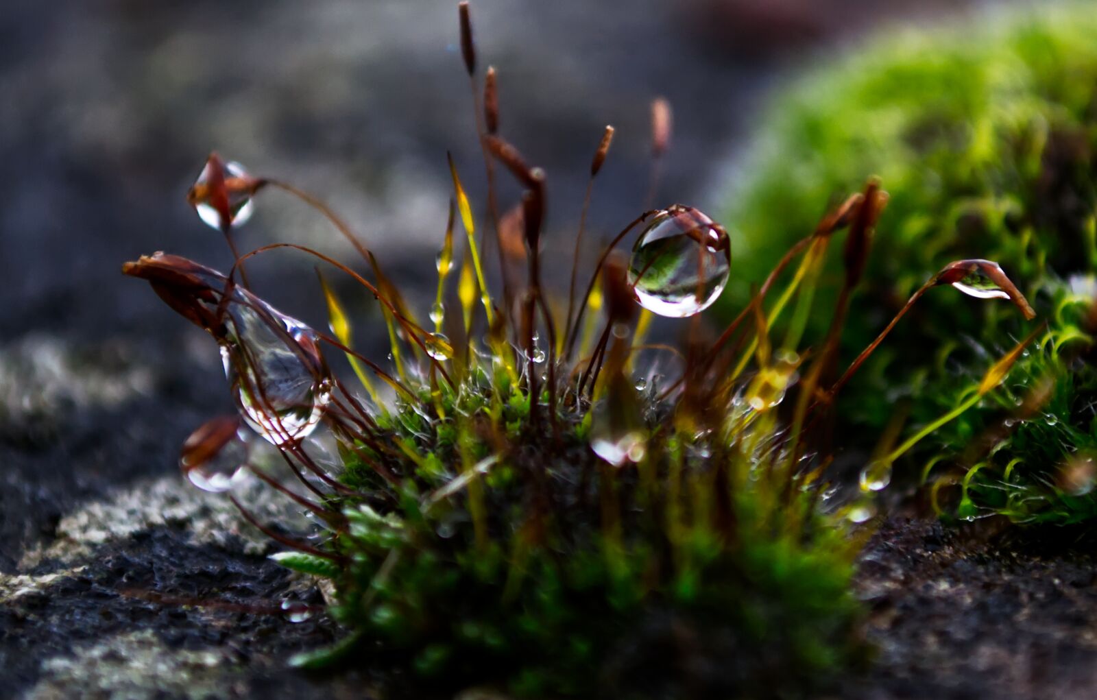 Nikon D3100 sample photo. Moss, drip, water photography