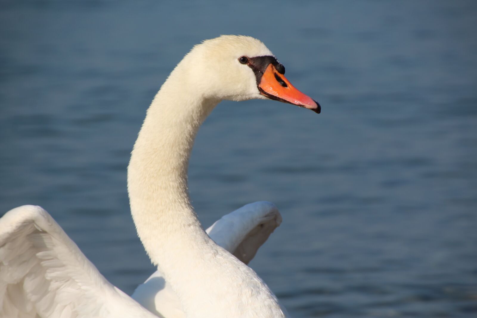 Canon EOS 1200D (EOS Rebel T5 / EOS Kiss X70 / EOS Hi) sample photo. Swan, white, white swan photography