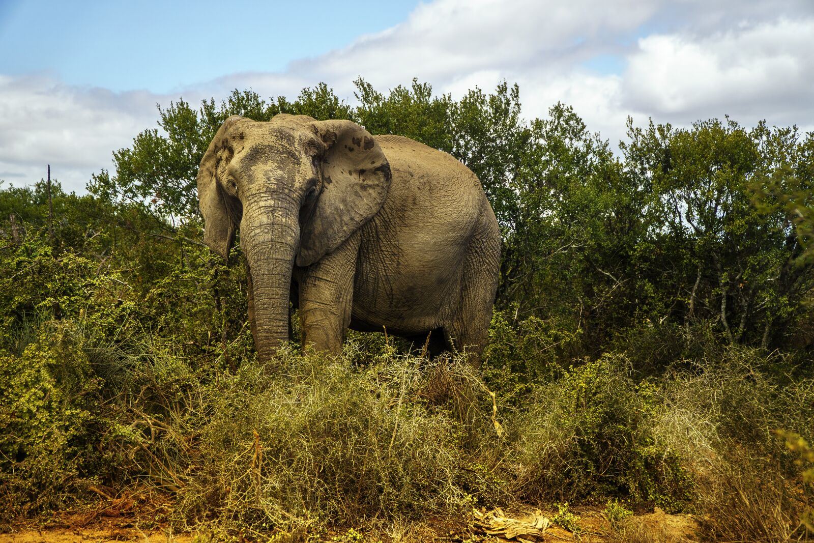 Sony a6000 + Sony E PZ 18-105mm F4 G OSS sample photo. Elephant, wildlife, africa photography