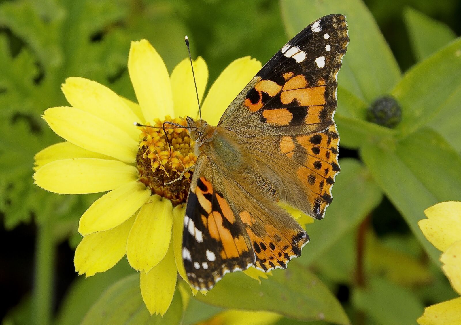 Nikon D90 sample photo. Nature, butterfly, insect photography
