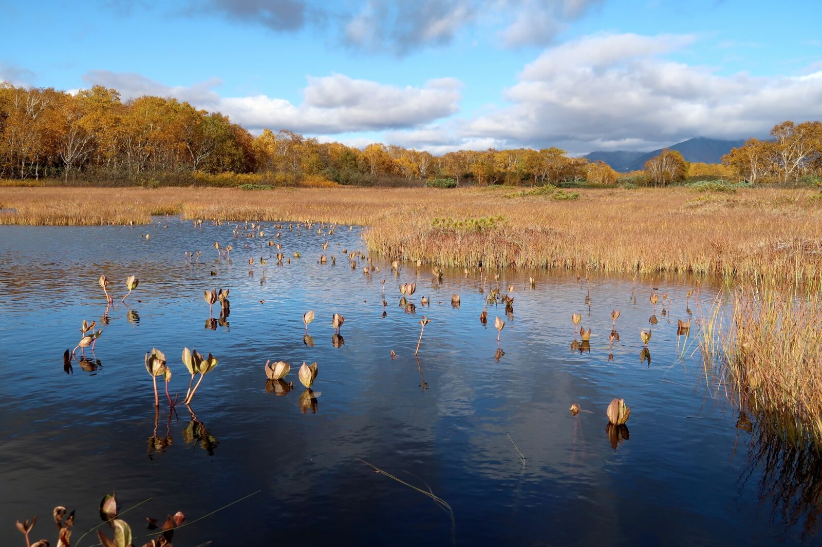 Canon PowerShot G7 X Mark II sample photo. Autumn, lake, forest photography