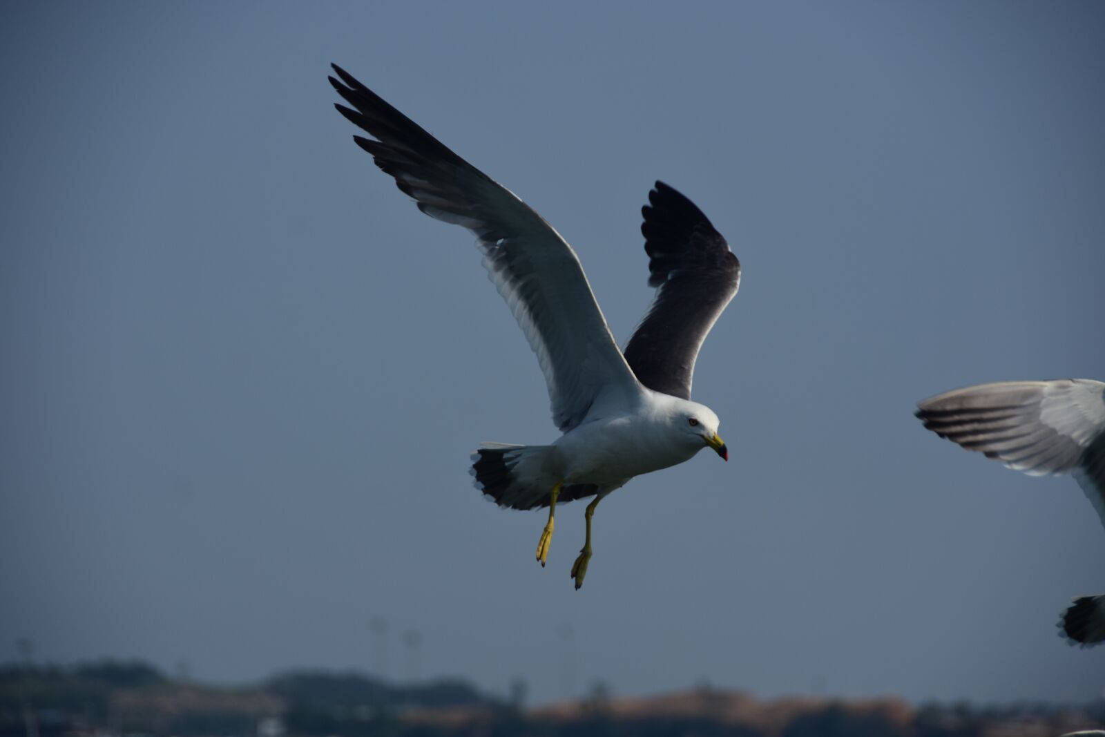 Nikon D7200 sample photo. Seagull, emergency, flight photography