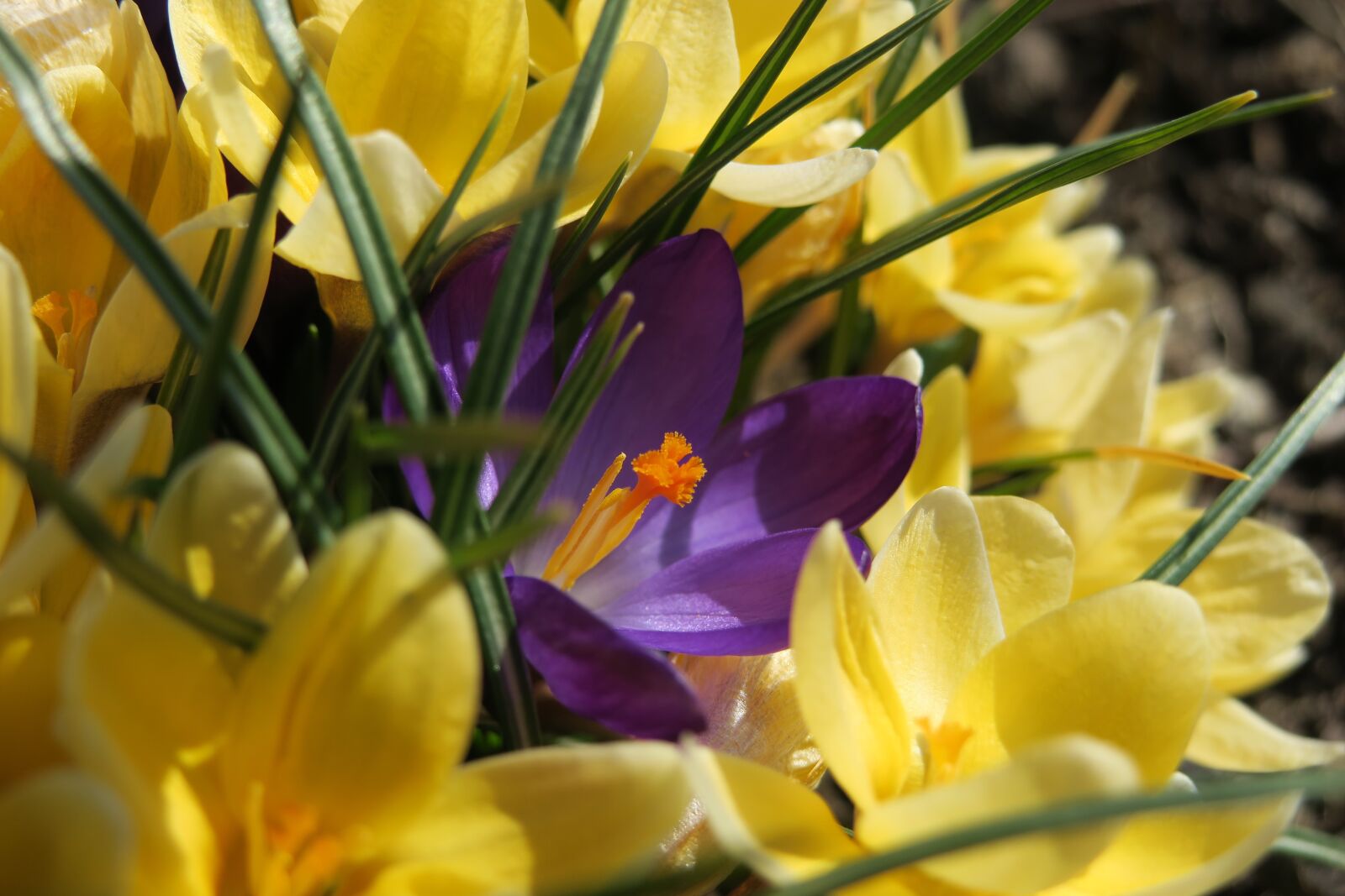 Canon PowerShot G3 X sample photo. Crocus, flower, purple photography