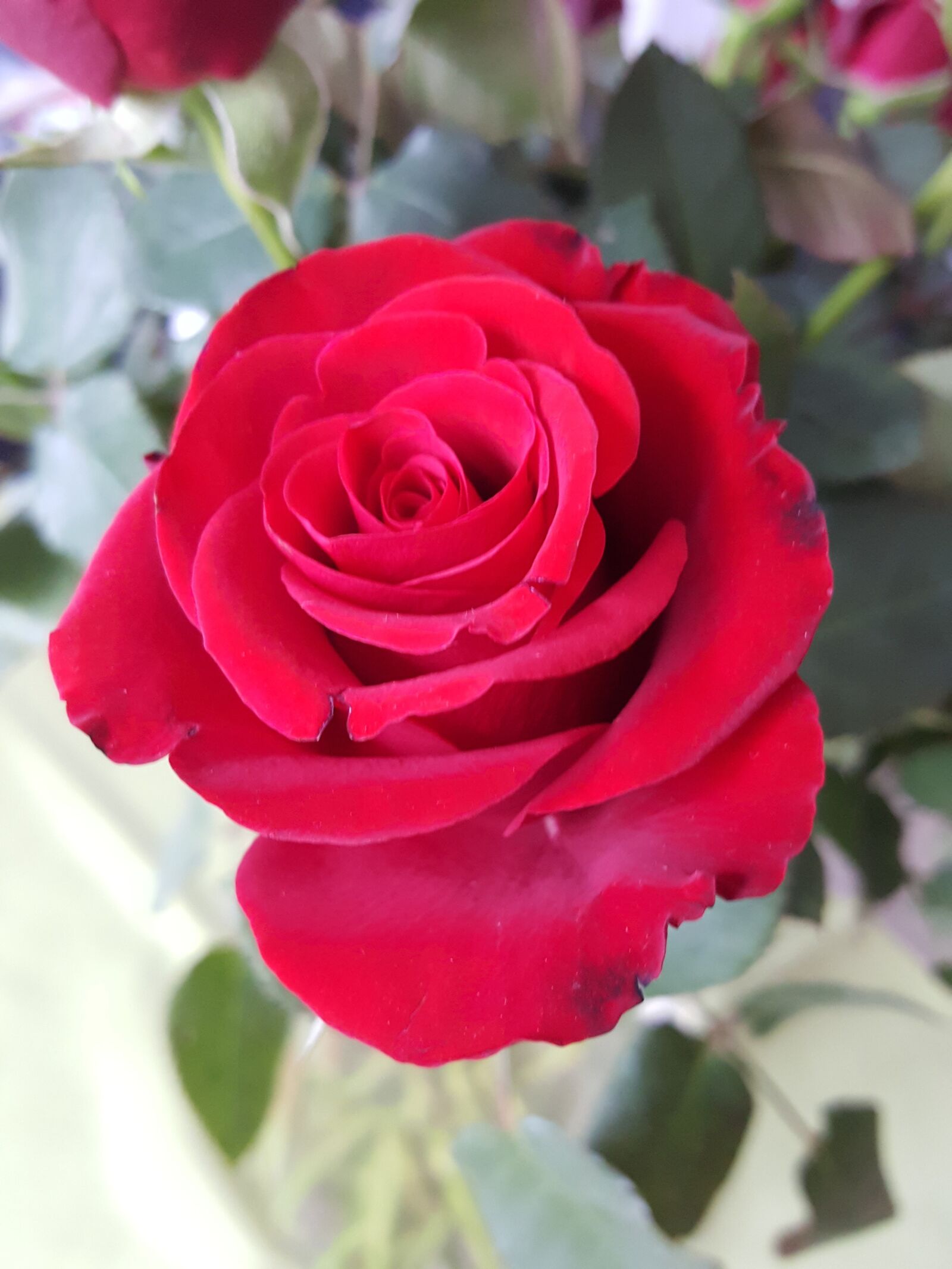 Samsung Galaxy S6 sample photo. Rose, red, flower photography