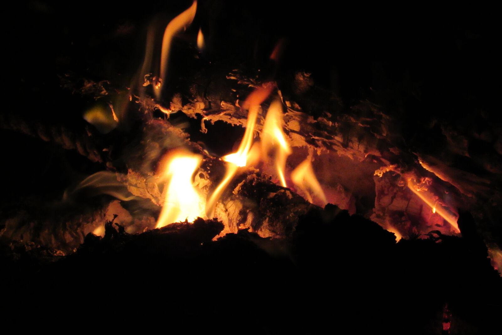 Canon PowerShot SX530 HS sample photo. Night, koster, nature photography