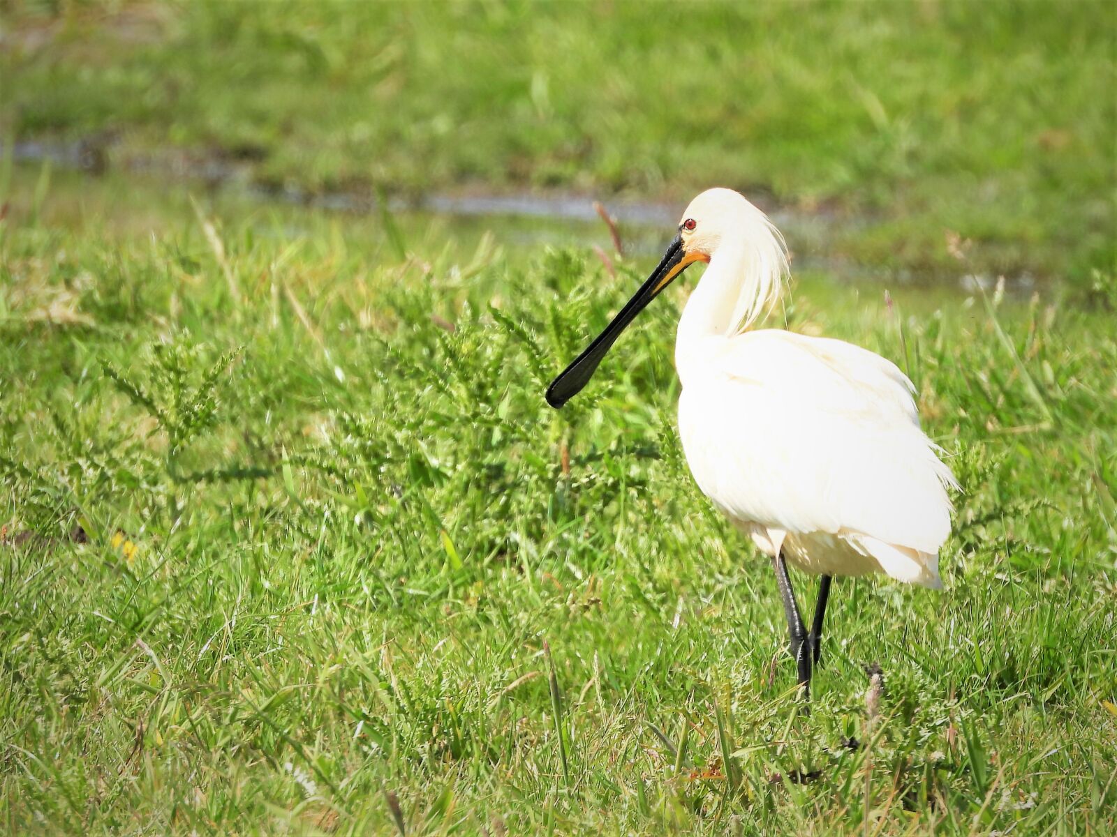 Nikon Coolpix P1000 sample photo. Spoonbill, wader, bird photography