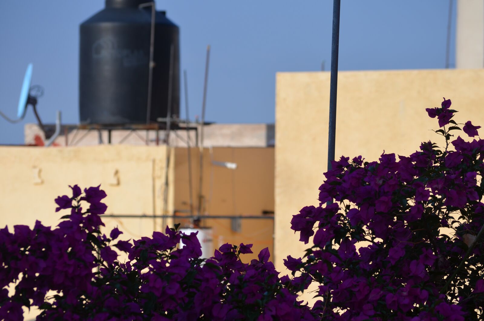 Nikon D5100 sample photo. Flowers, tree, building photography