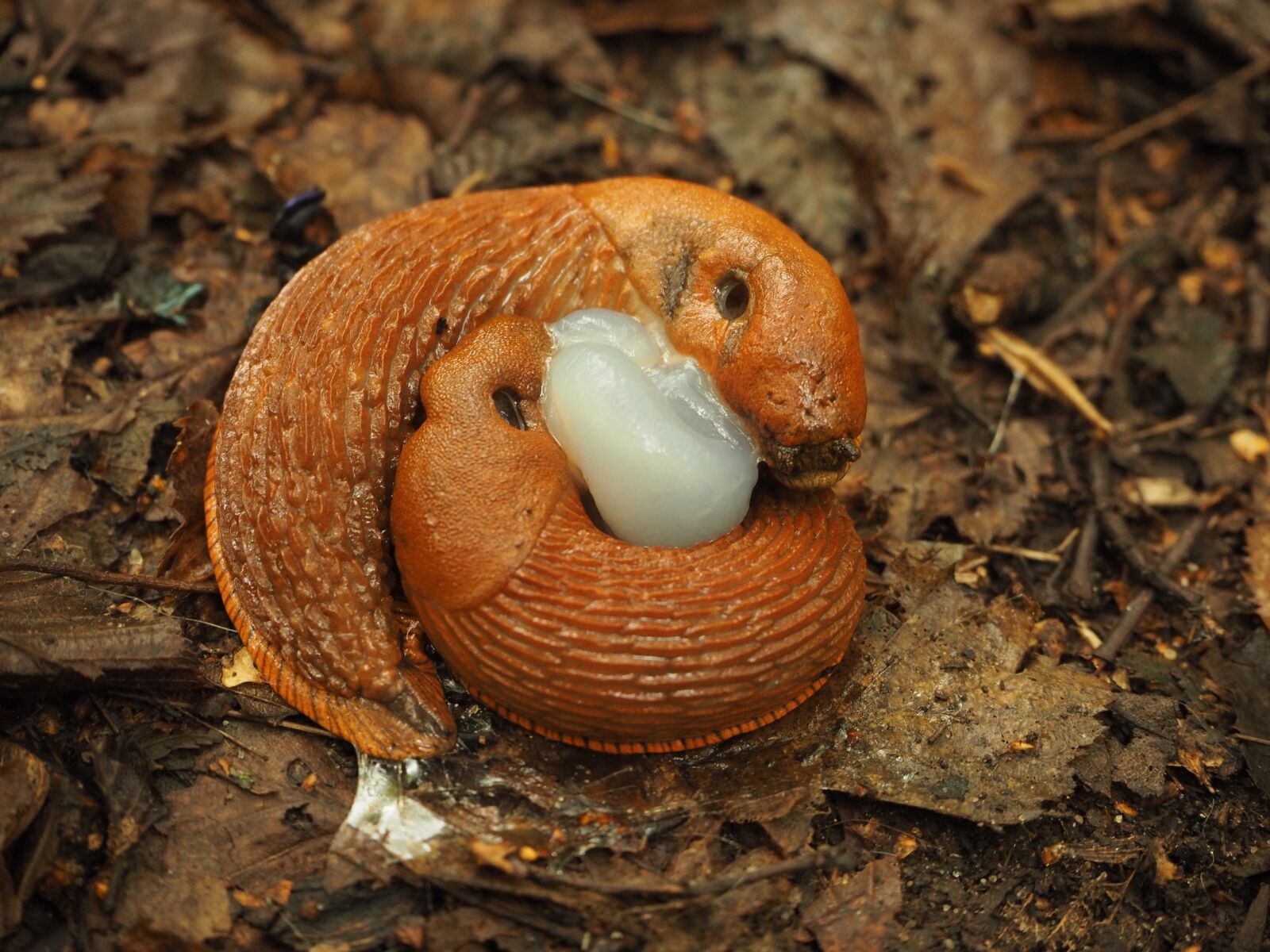 Olympus OM-D E-M10 sample photo. Snail, family, child photography